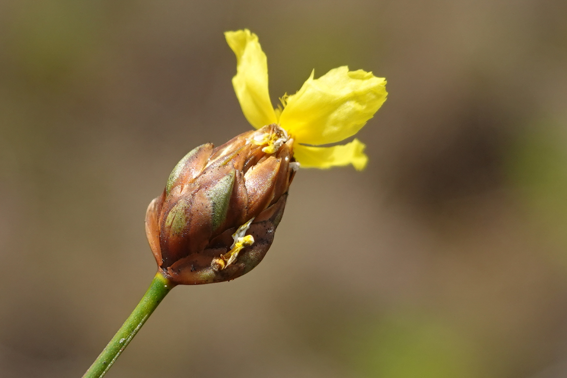 Xyris paraensis Poepp. ex Kunth - Photo Bivouac Naturaliste