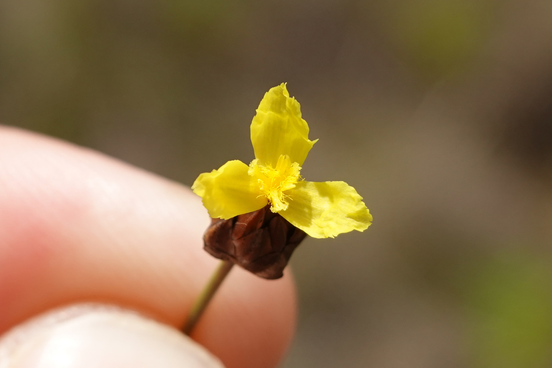 Xyris paraensis Poepp. ex Kunth - Photo Bivouac Naturaliste