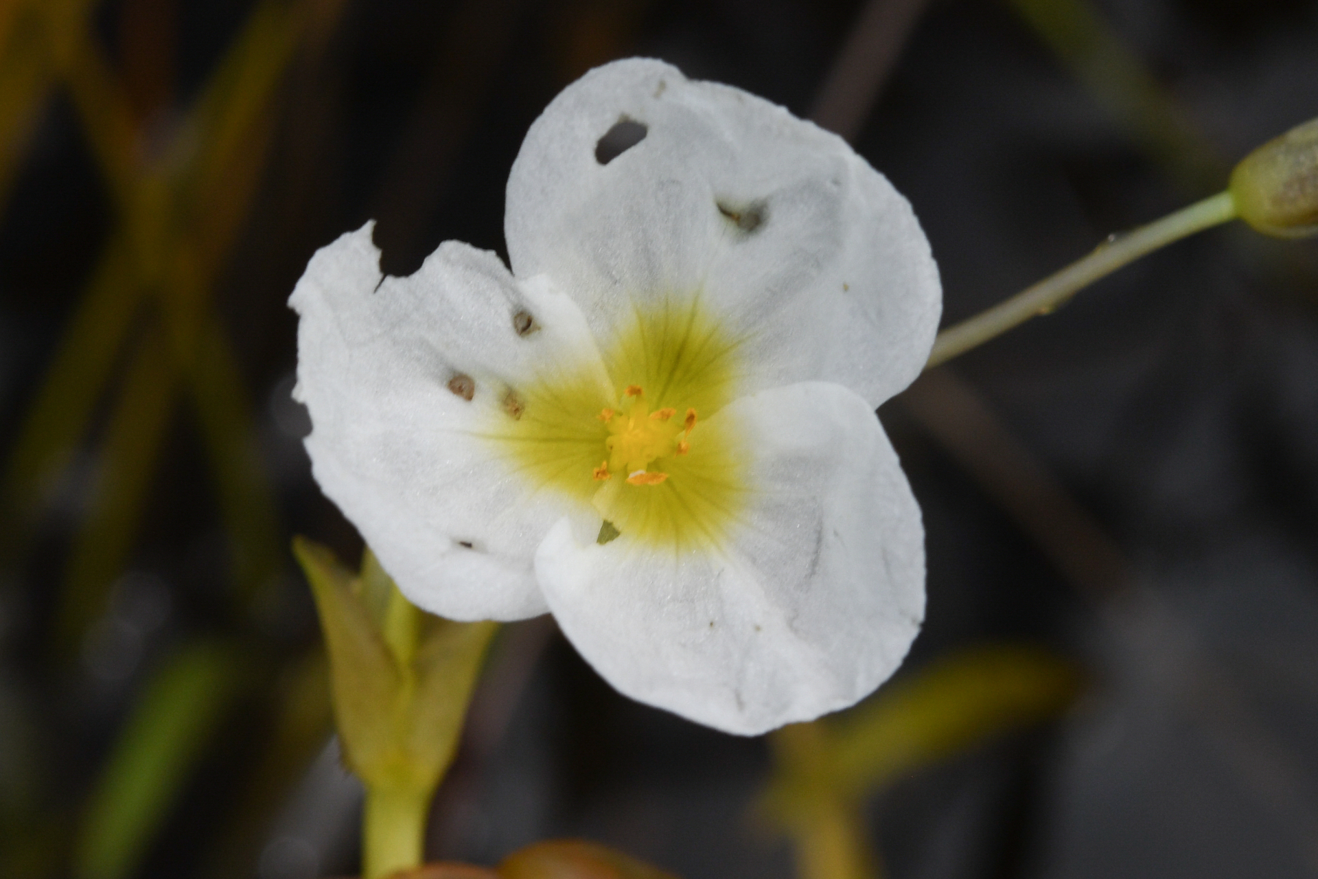 Sagittaria rhombifolia Cham. - Photo Bivouac Naturaliste