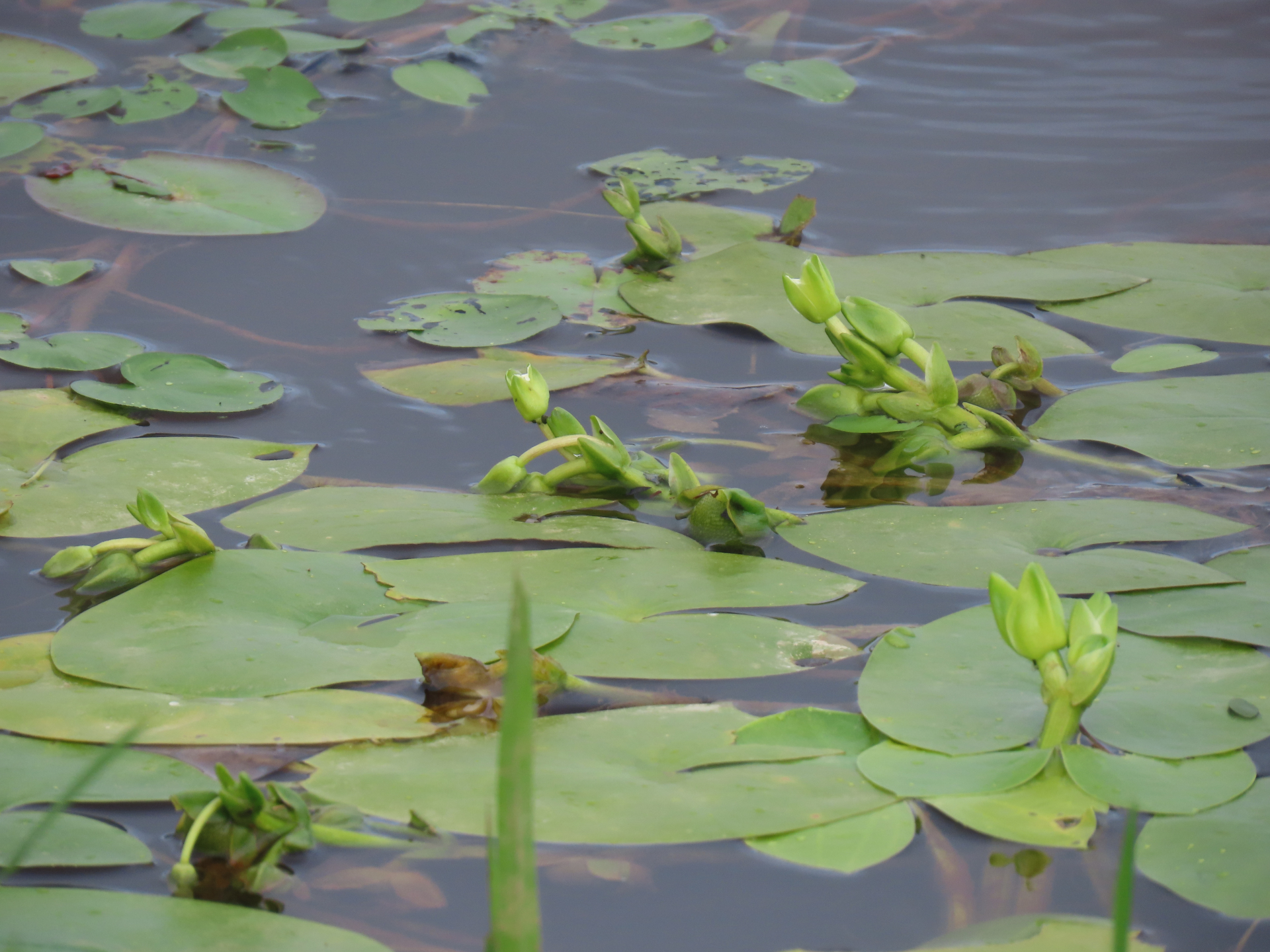 Sagittaria guayanensis subsp. guayanensis - Photo Bivouac Naturaliste