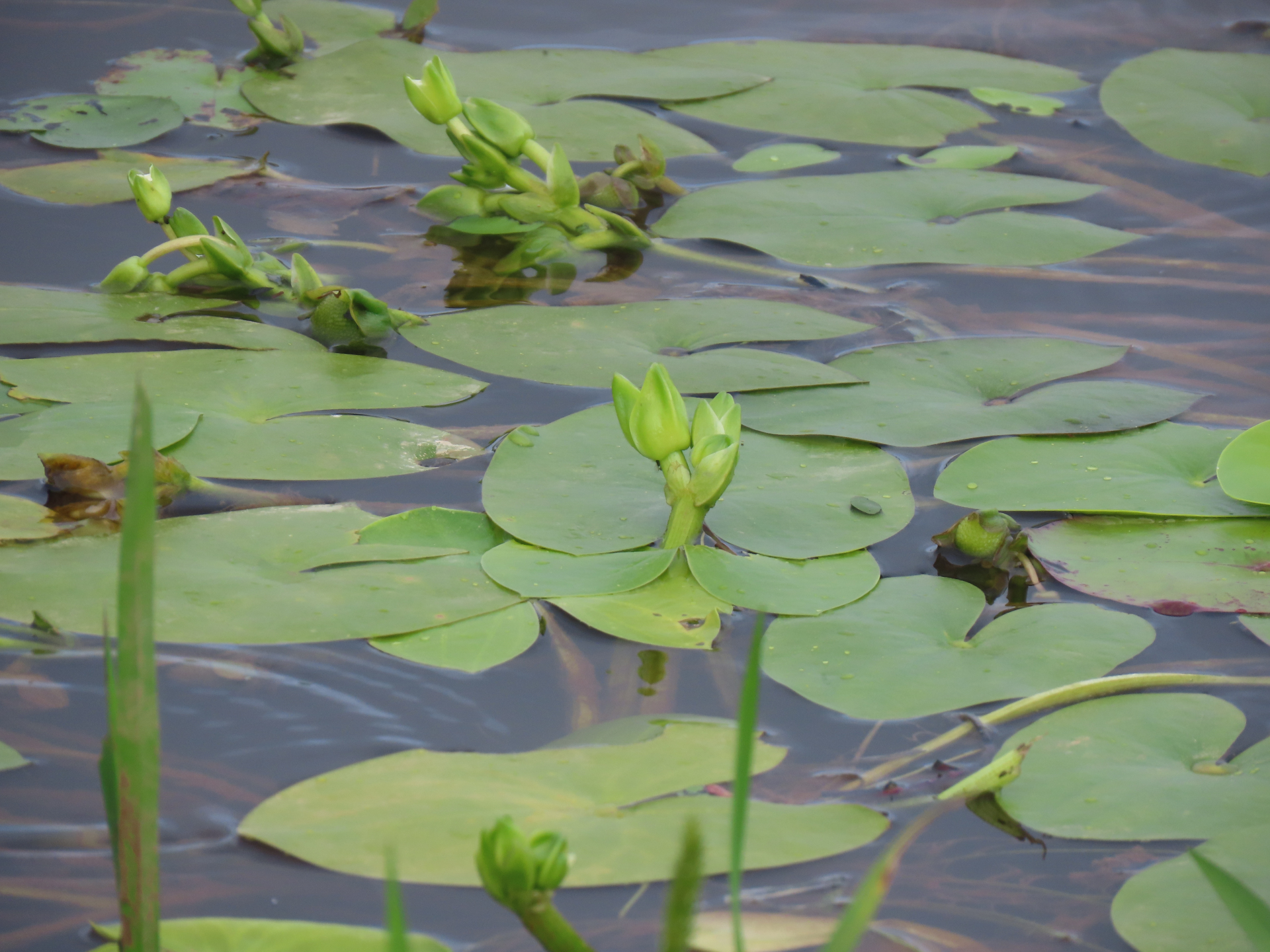 Sagittaria guayanensis subsp. guayanensis - Photo Bivouac Naturaliste
