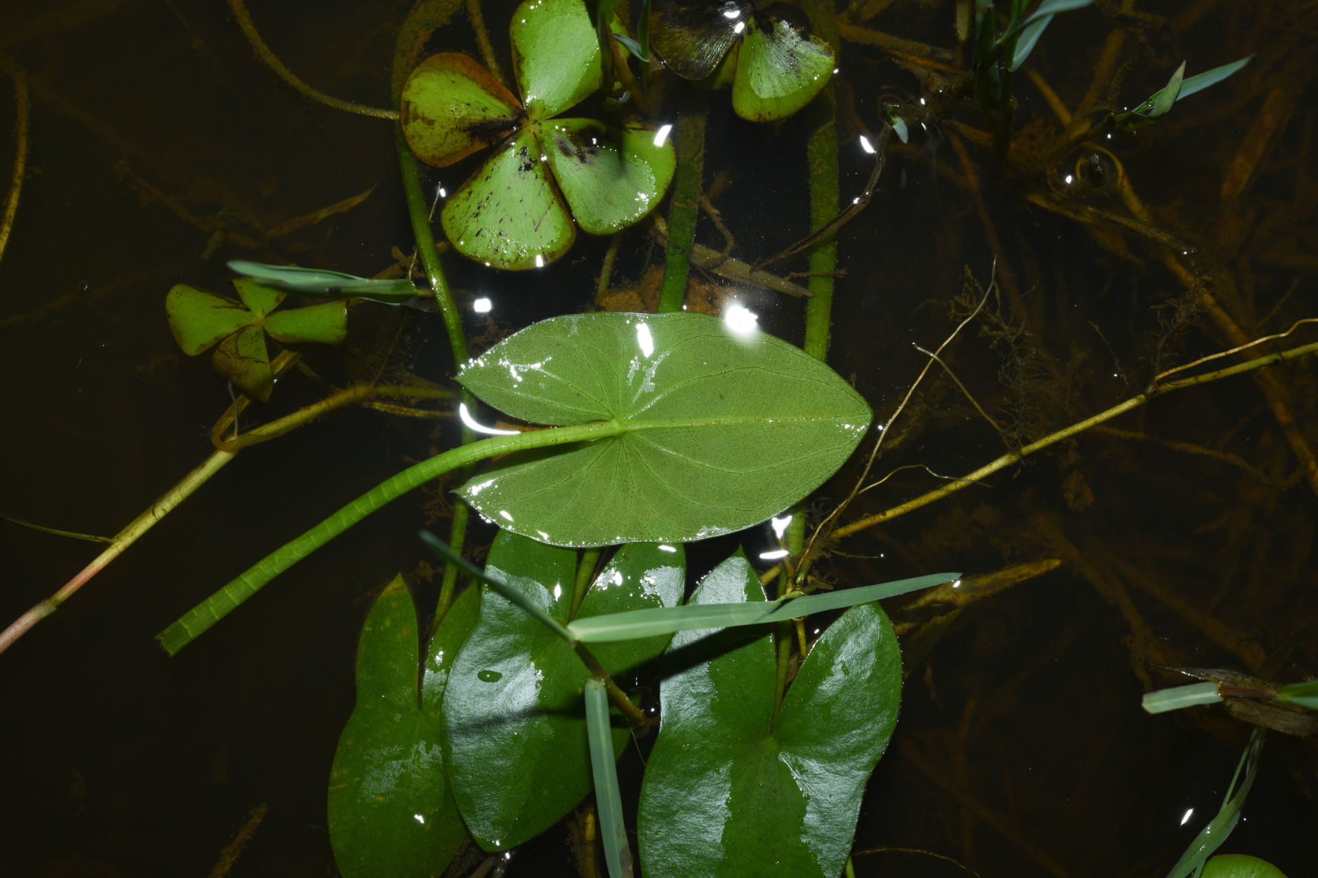 Sagittaria guayanensis subsp. guayanensis - Photo Bivouac Naturaliste