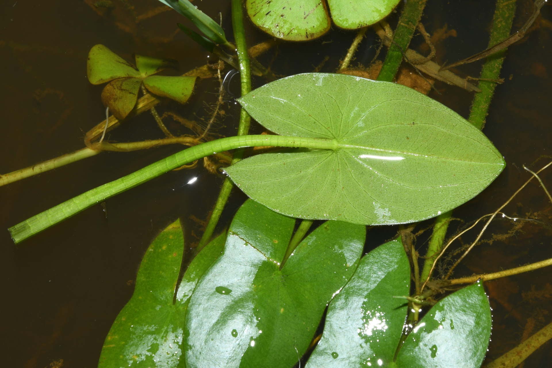 Sagittaria guayanensis subsp. guayanensis - Photo Bivouac Naturaliste