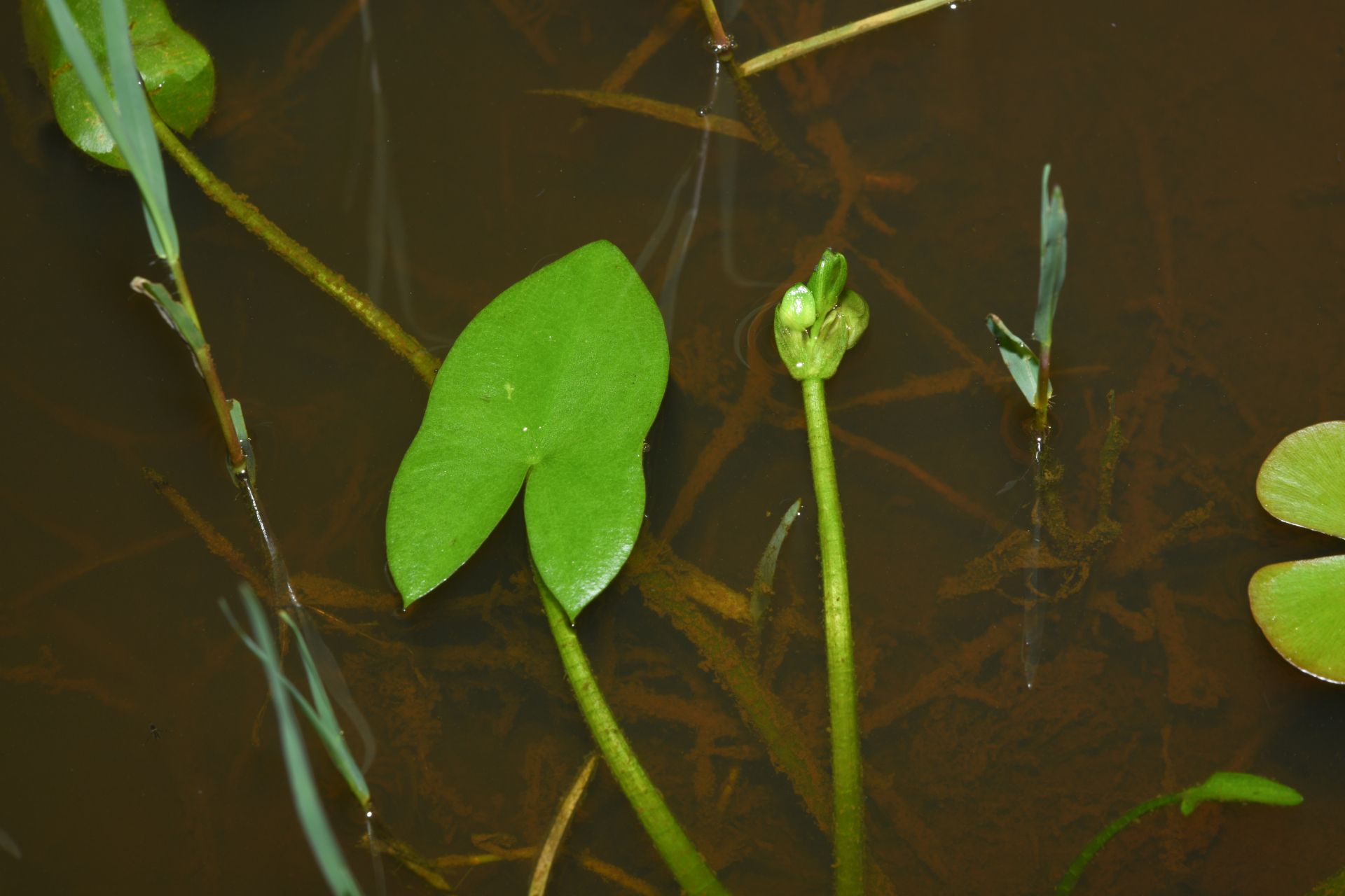 Sagittaria guayanensis subsp. guayanensis - Photo Bivouac Naturaliste