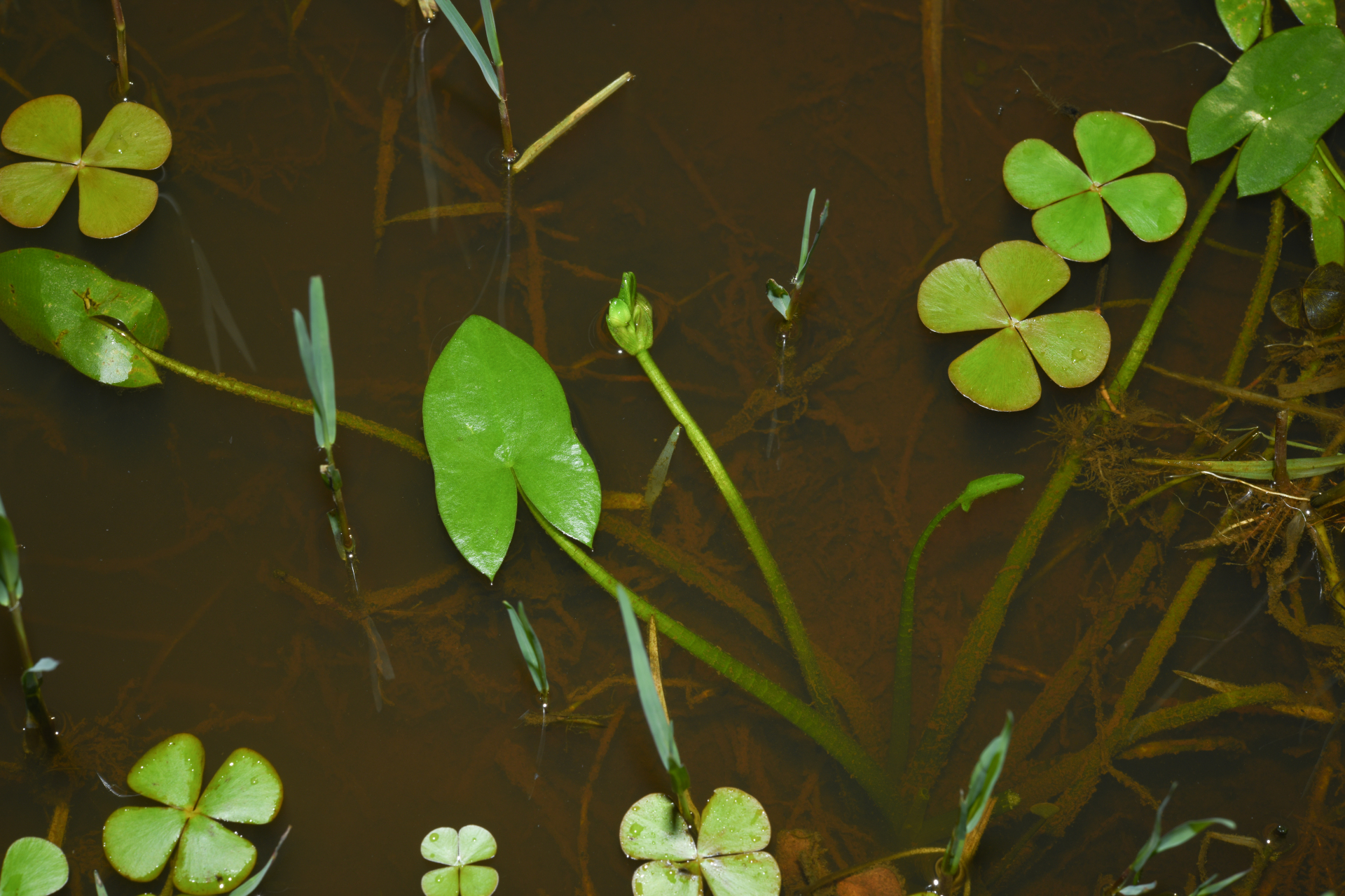 Sagittaria guayanensis subsp. guayanensis - Photo Bivouac Naturaliste