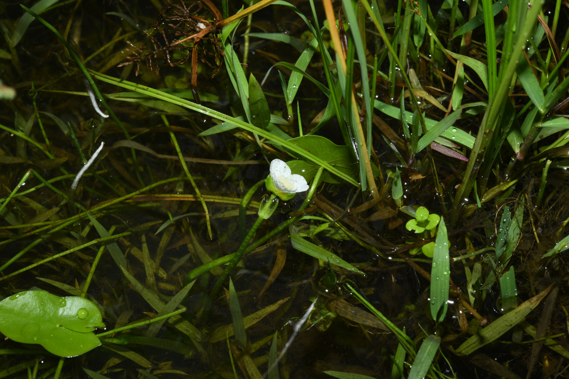 Sagittaria guayanensis subsp. guayanensis - Photo Bivouac Naturaliste