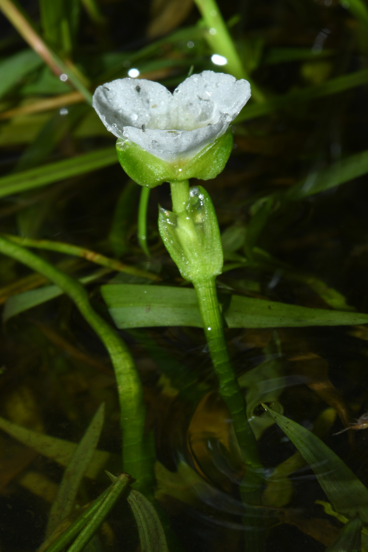 Sagittaria guayanensis subsp. guayanensis - Photo Bivouac Naturaliste