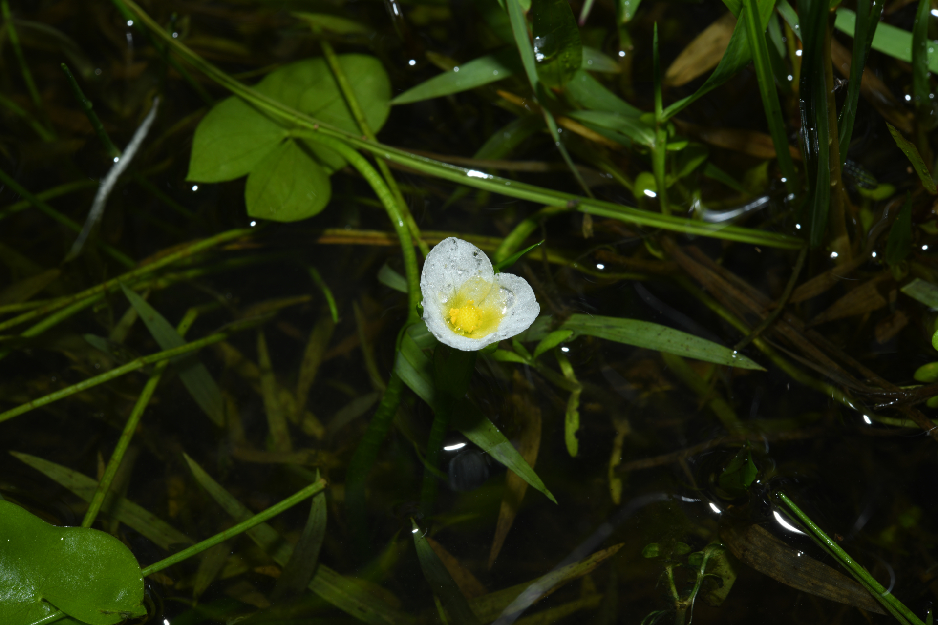 Sagittaria guayanensis subsp. guayanensis - Photo Bivouac Naturaliste