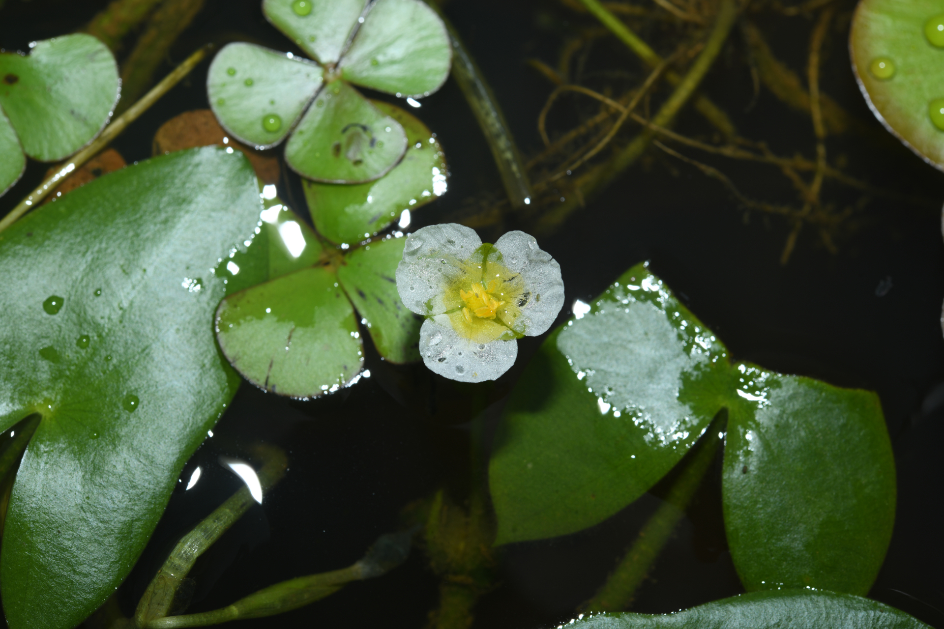 Sagittaria guayanensis subsp. guayanensis - Photo Bivouac Naturaliste