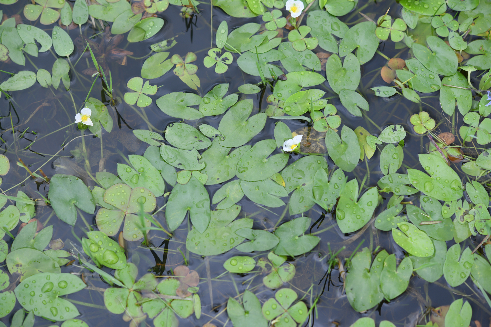 Sagittaria guayanensis subsp. guayanensis - Photo Bivouac Naturaliste