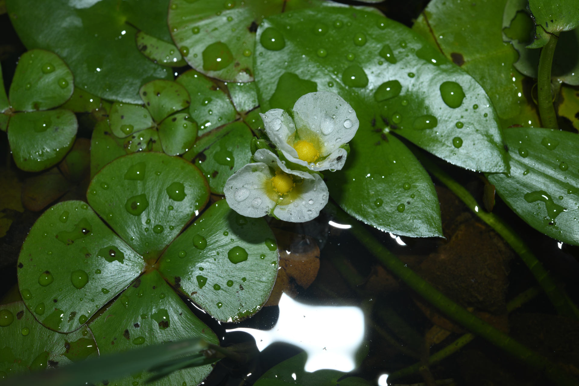Sagittaria guayanensis subsp. guayanensis - Photo Bivouac Naturaliste