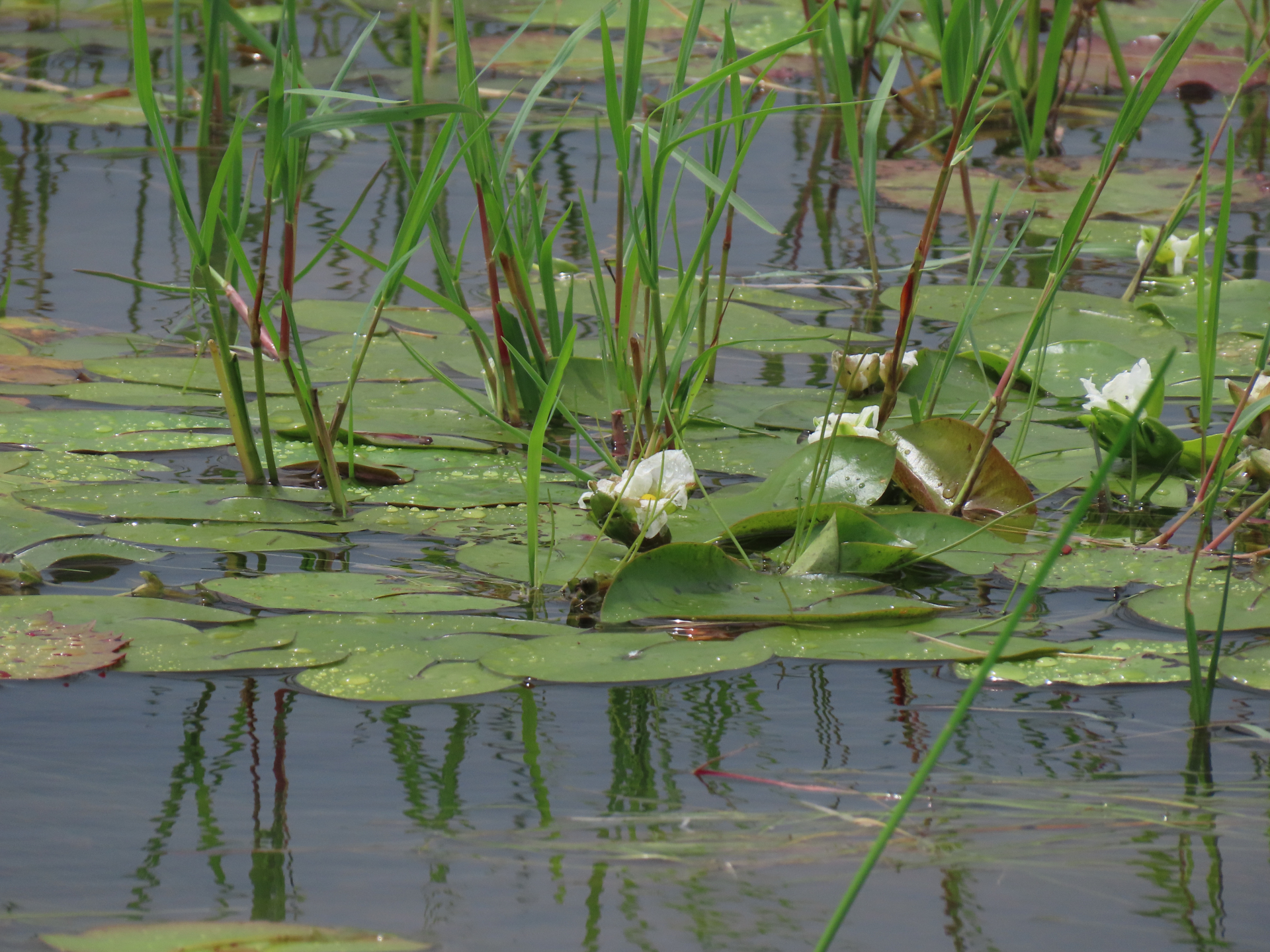 Sagittaria guayanensis subsp. guayanensis - Photo Bivouac Naturaliste