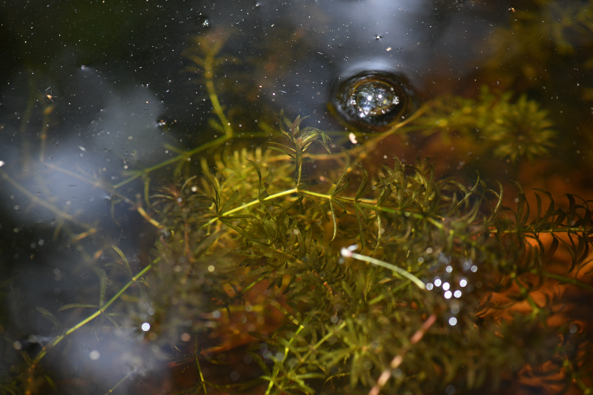 Elodea granatensis Humb. & Bonpl. - Photo Bivouac Naturaliste