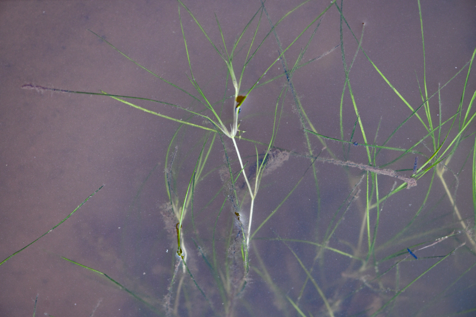 Ruppia maritima L. - Photo Bivouac Naturaliste
