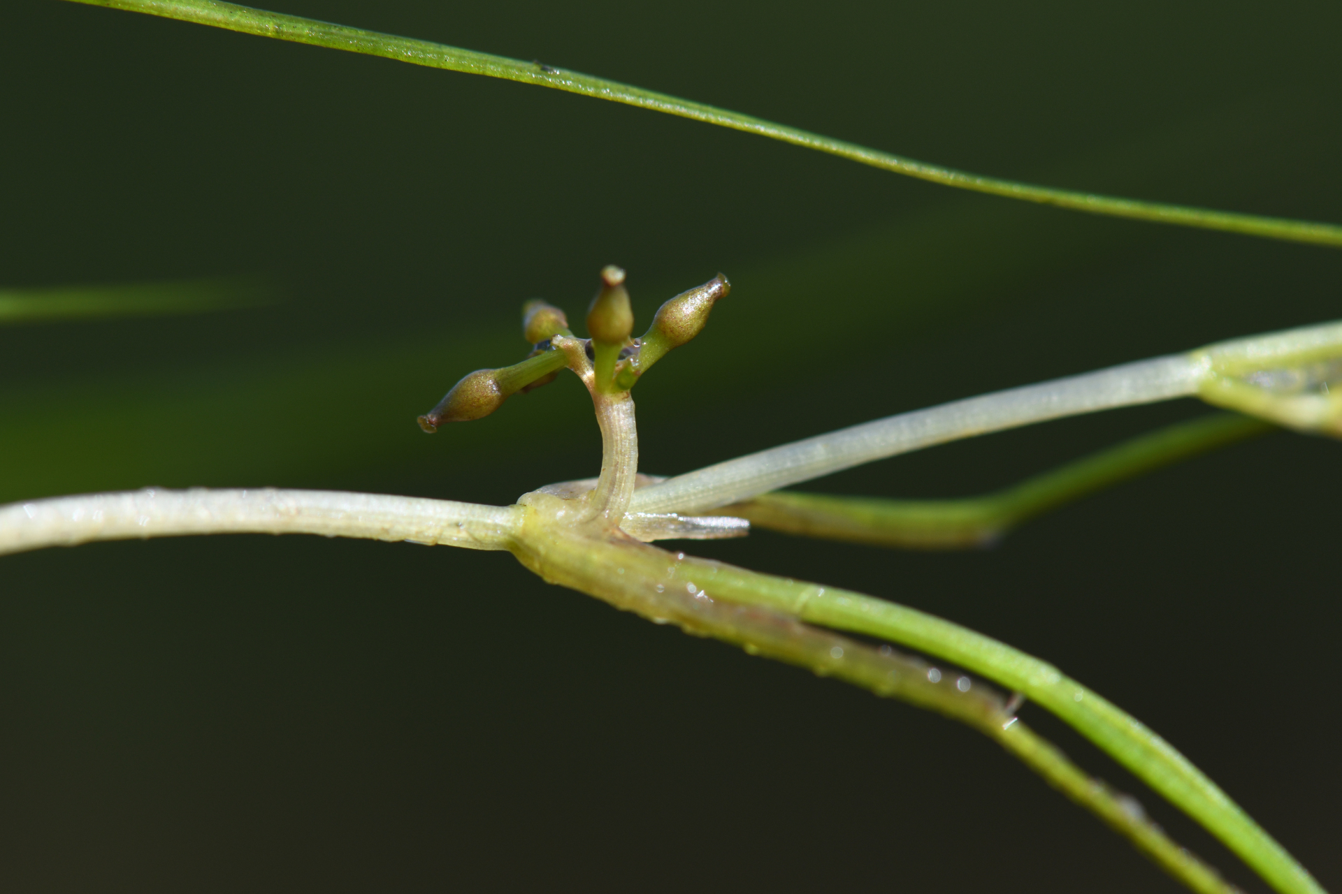 Ruppia maritima L. - Photo Bivouac Naturaliste