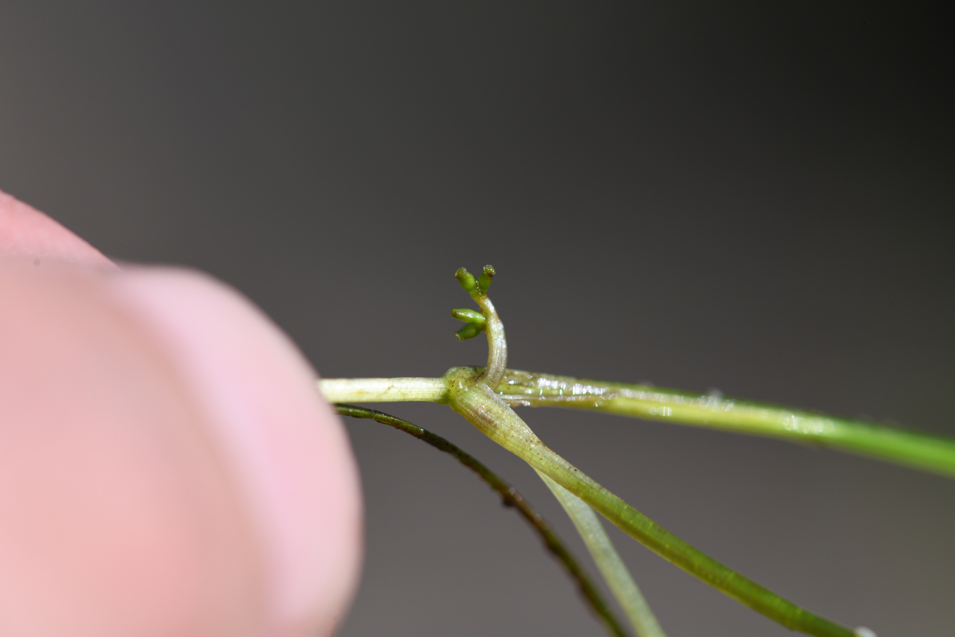 Ruppia maritima L. - Photo Bivouac Naturaliste