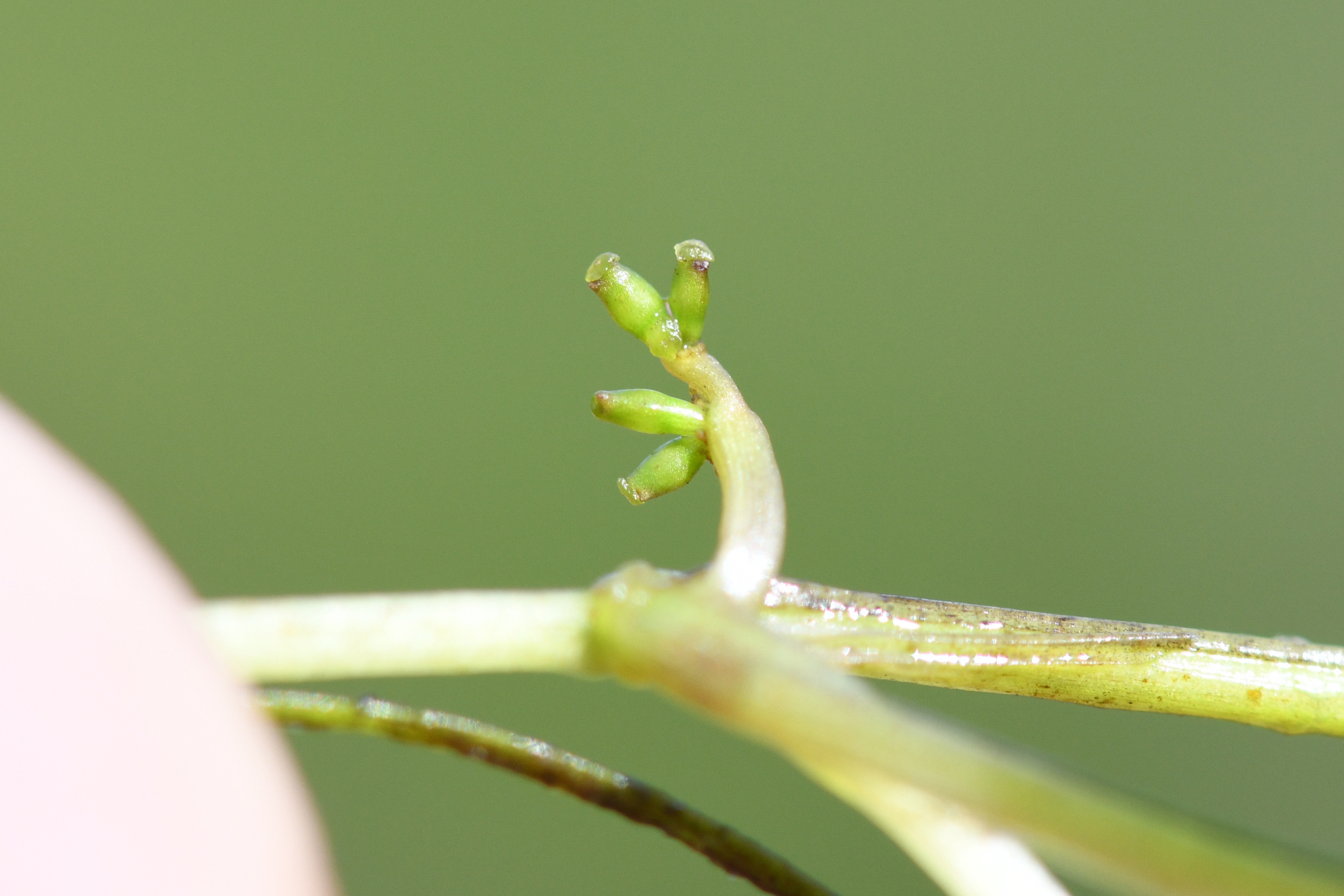 Ruppia maritima L. - Photo Bivouac Naturaliste