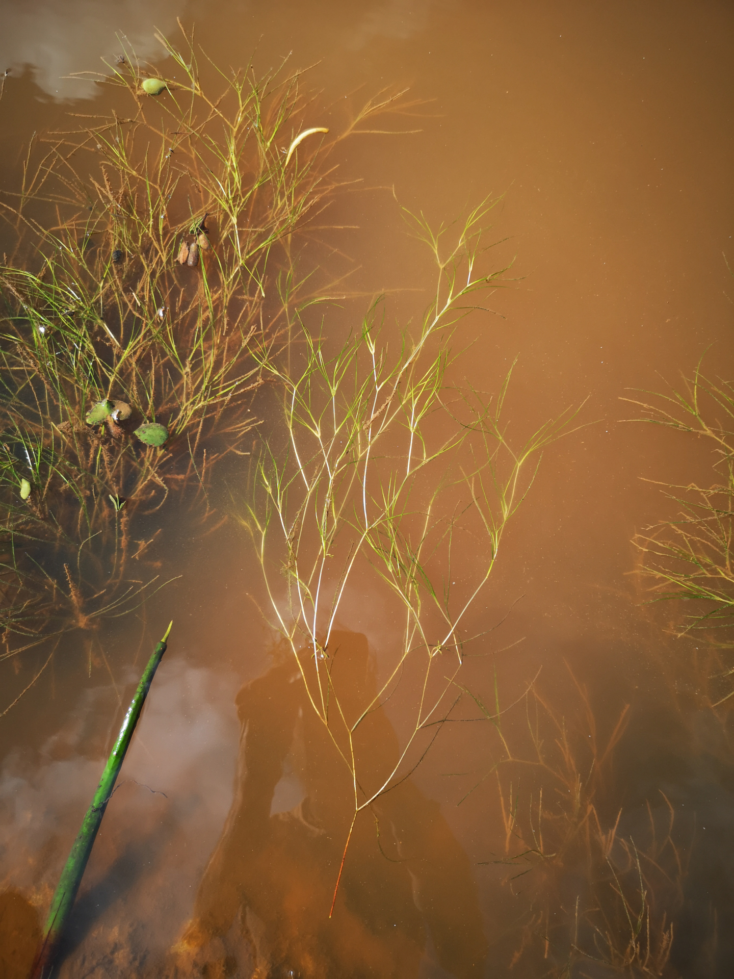 Ruppia maritima L. - Photo Bivouac Naturaliste