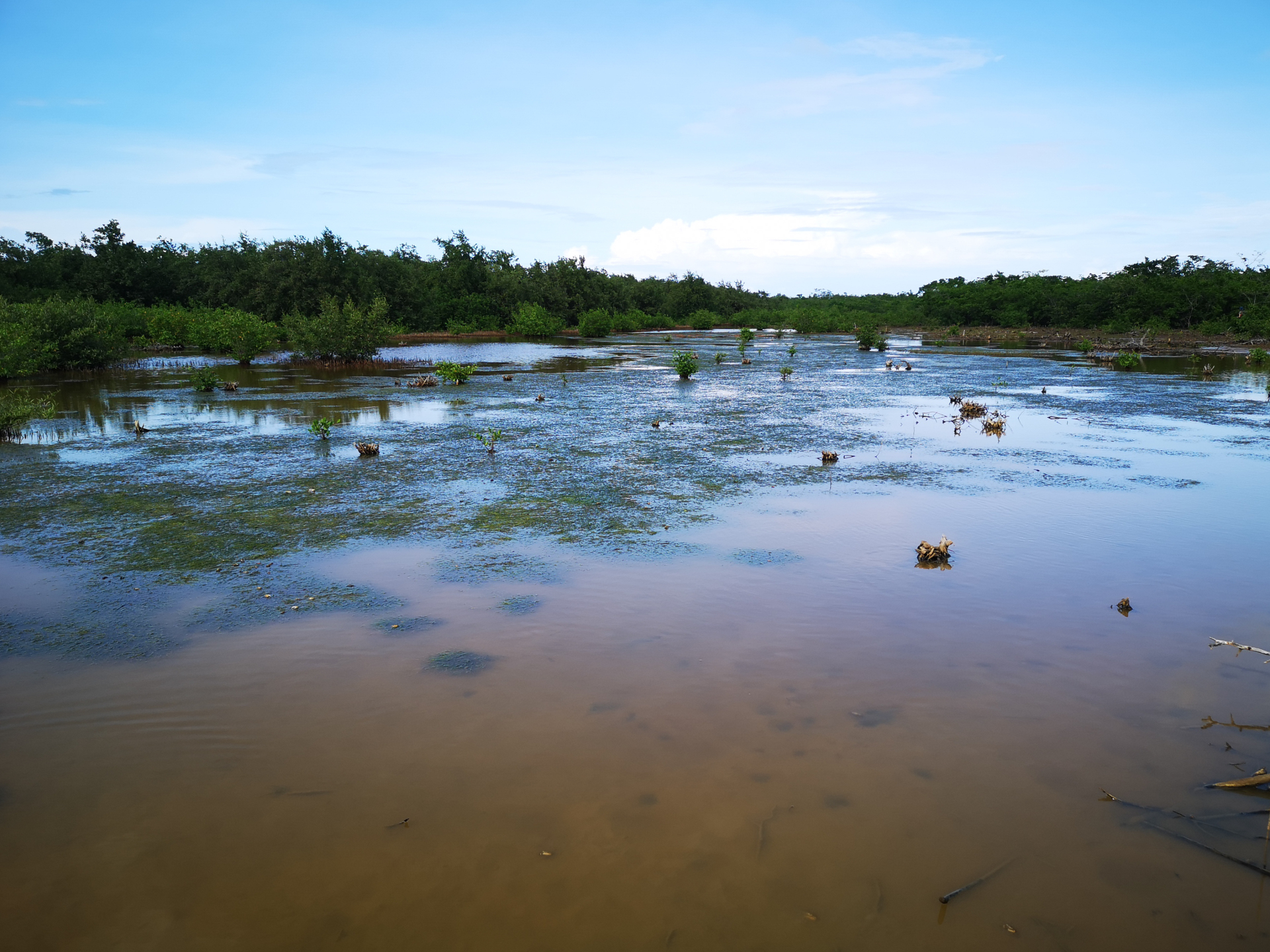 Ruppia maritima L. - Photo Bivouac Naturaliste