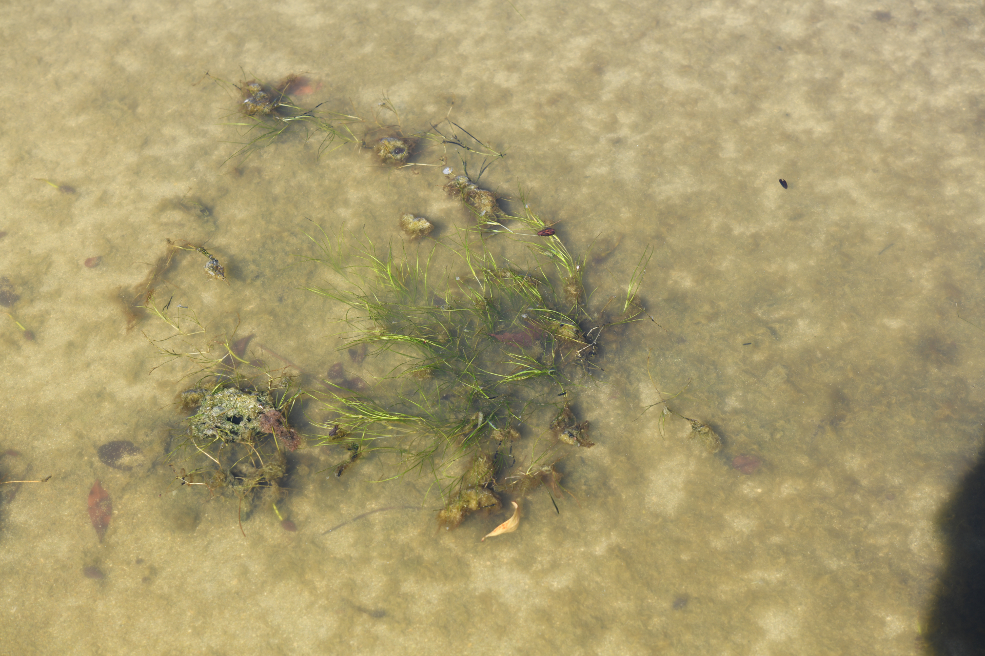 Ruppia maritima L. - Photo Bivouac Naturaliste