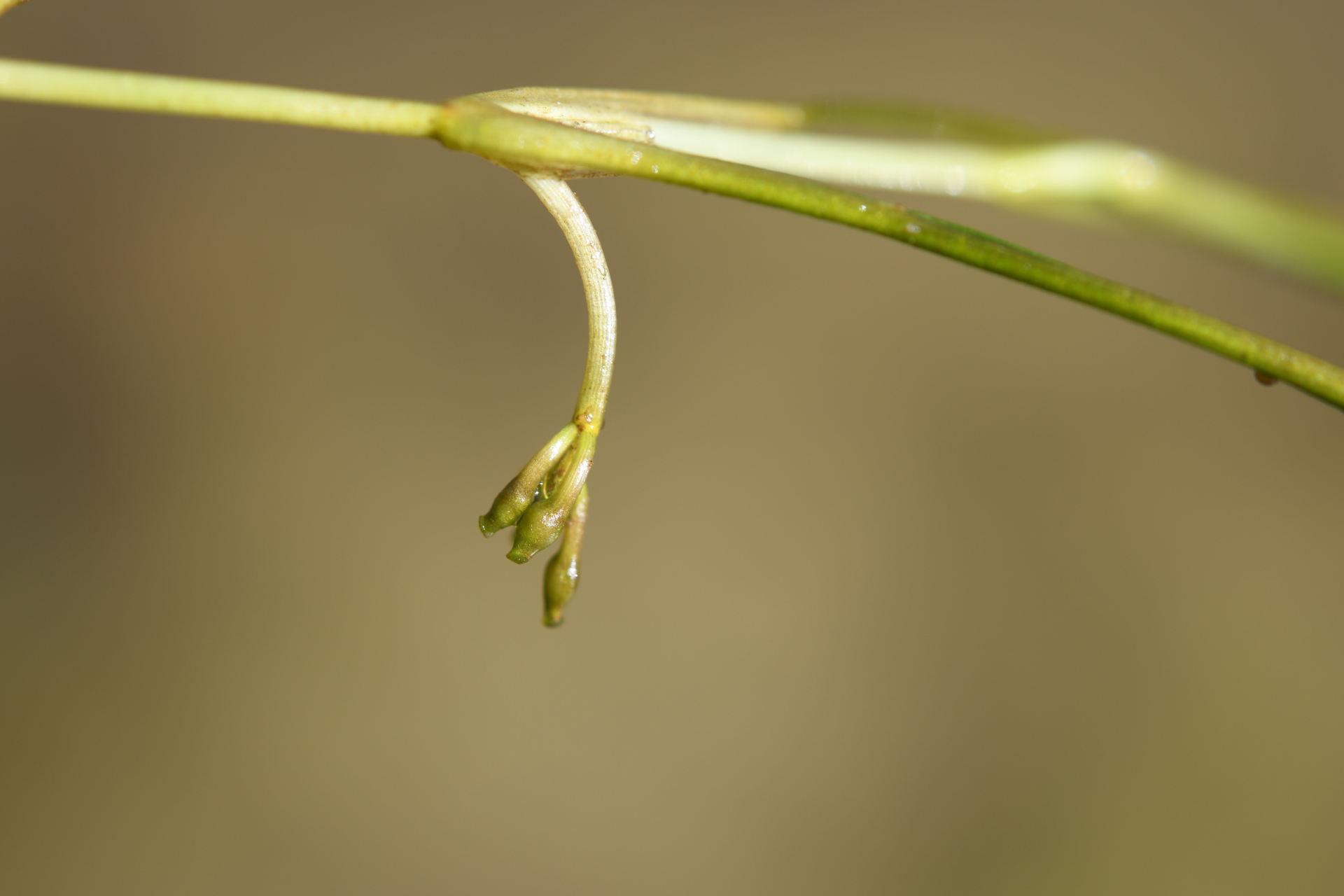 Ruppia maritima L. - Photo Bivouac Naturaliste