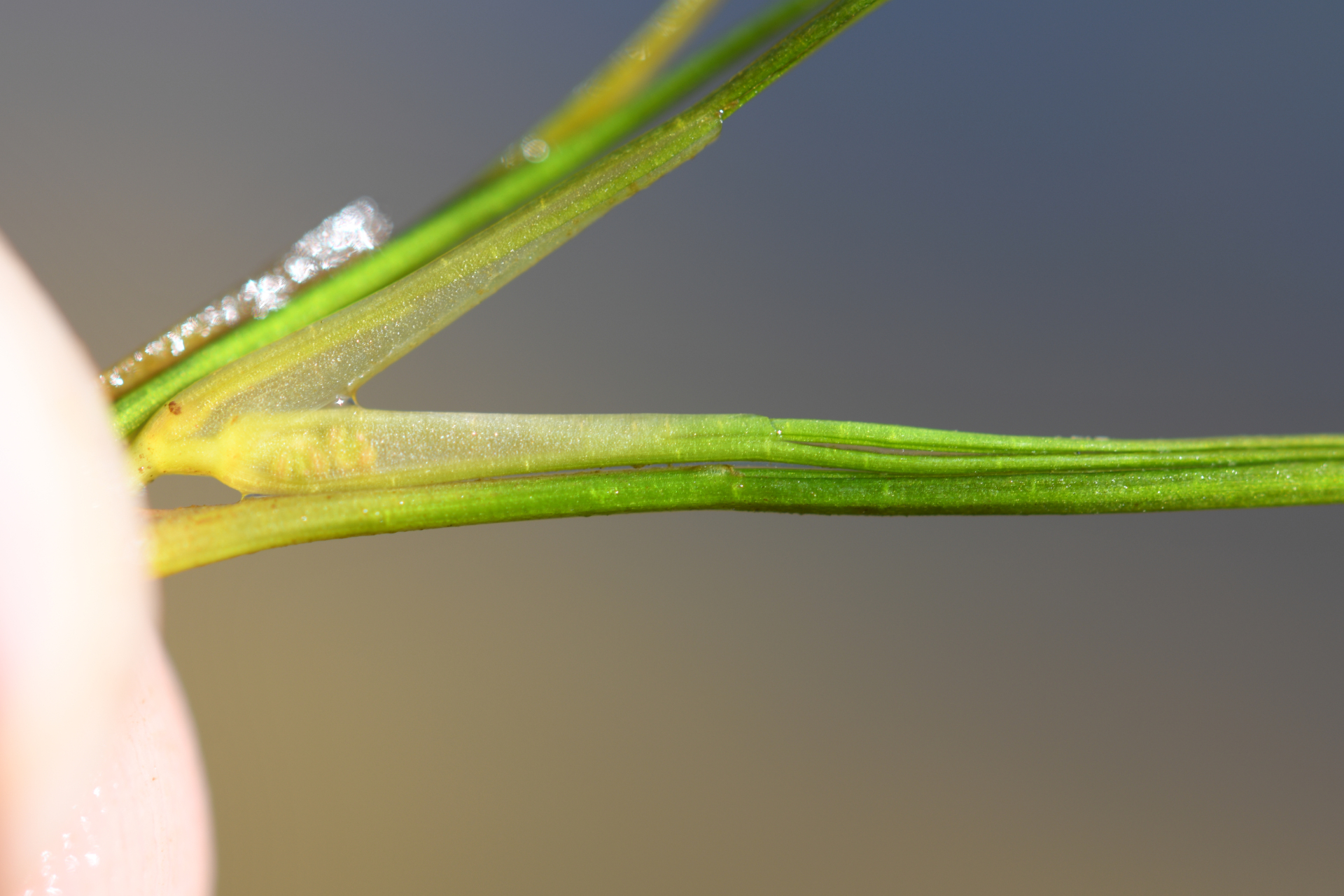 Ruppia maritima L. - Photo Bivouac Naturaliste