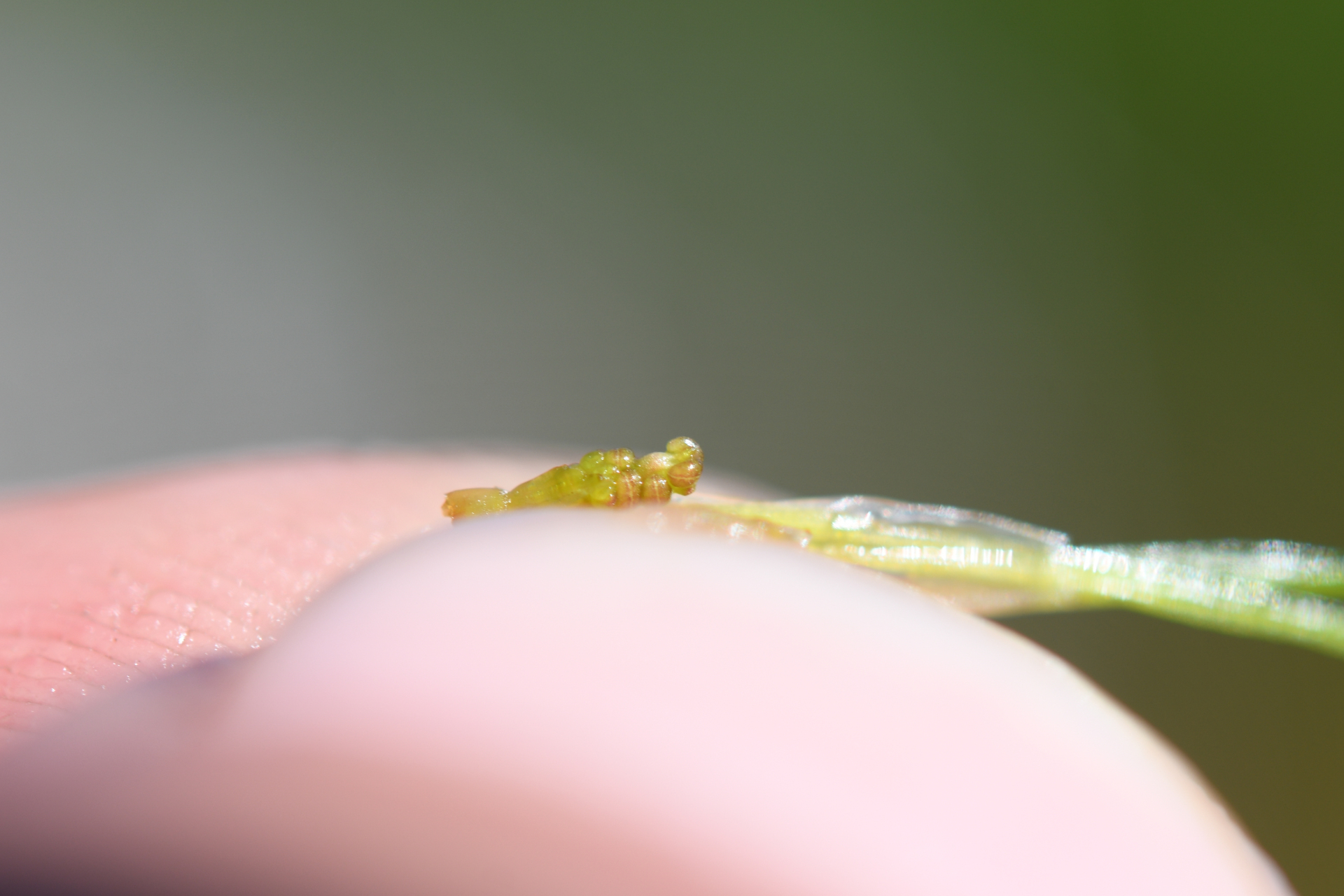 Ruppia maritima L. - Photo Bivouac Naturaliste