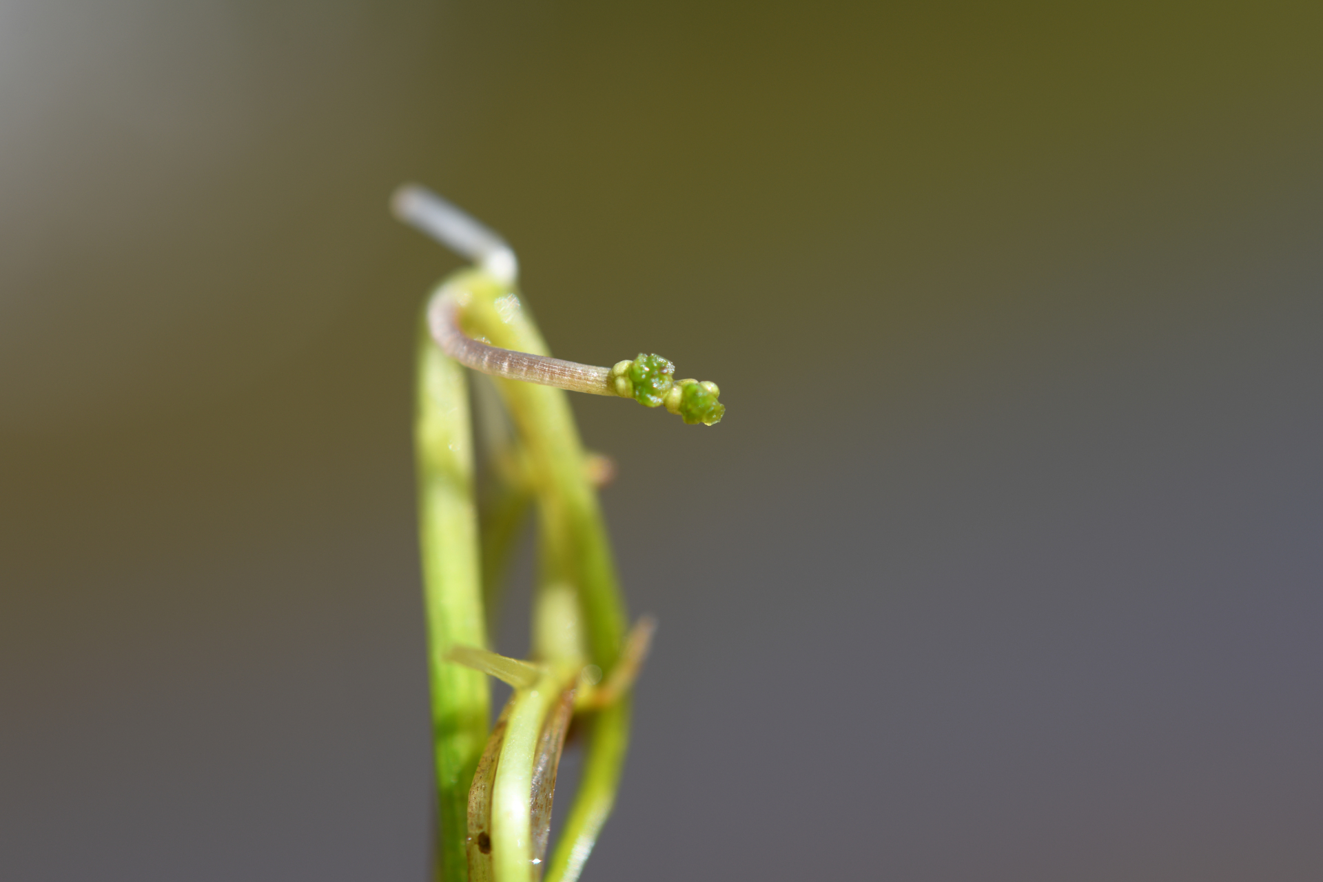 Ruppia maritima L. - Photo Bivouac Naturaliste