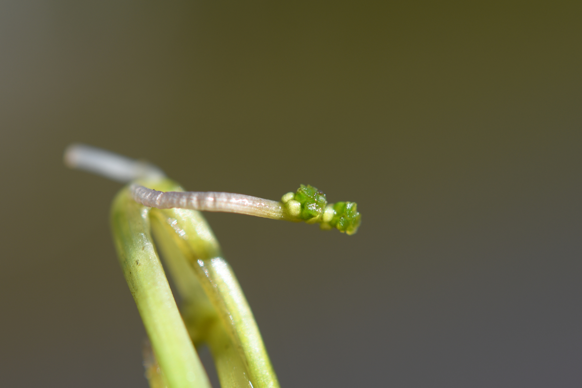 Ruppia maritima L. - Photo Bivouac Naturaliste