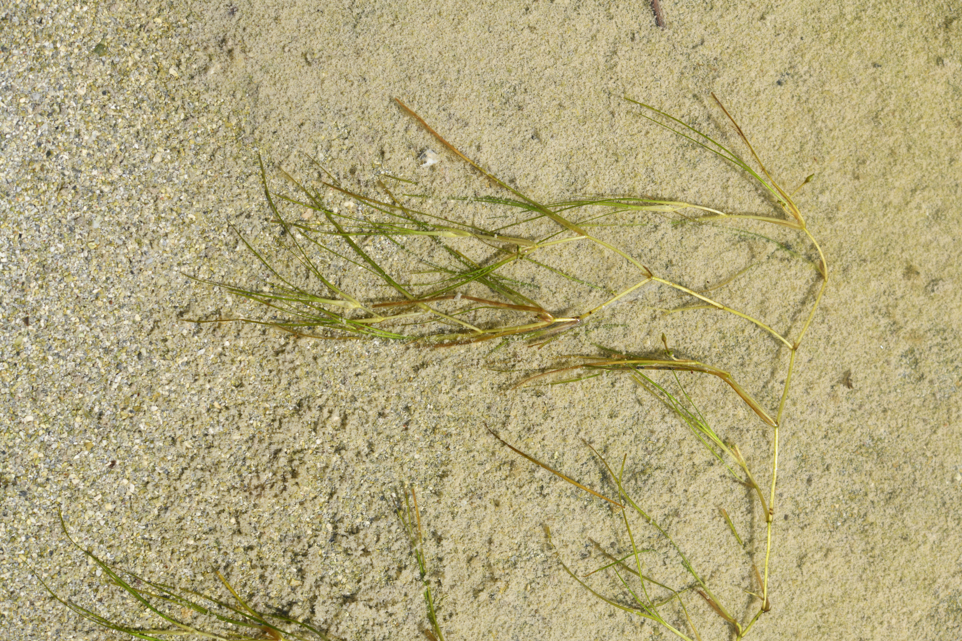 Ruppia maritima L. - Photo Bivouac Naturaliste