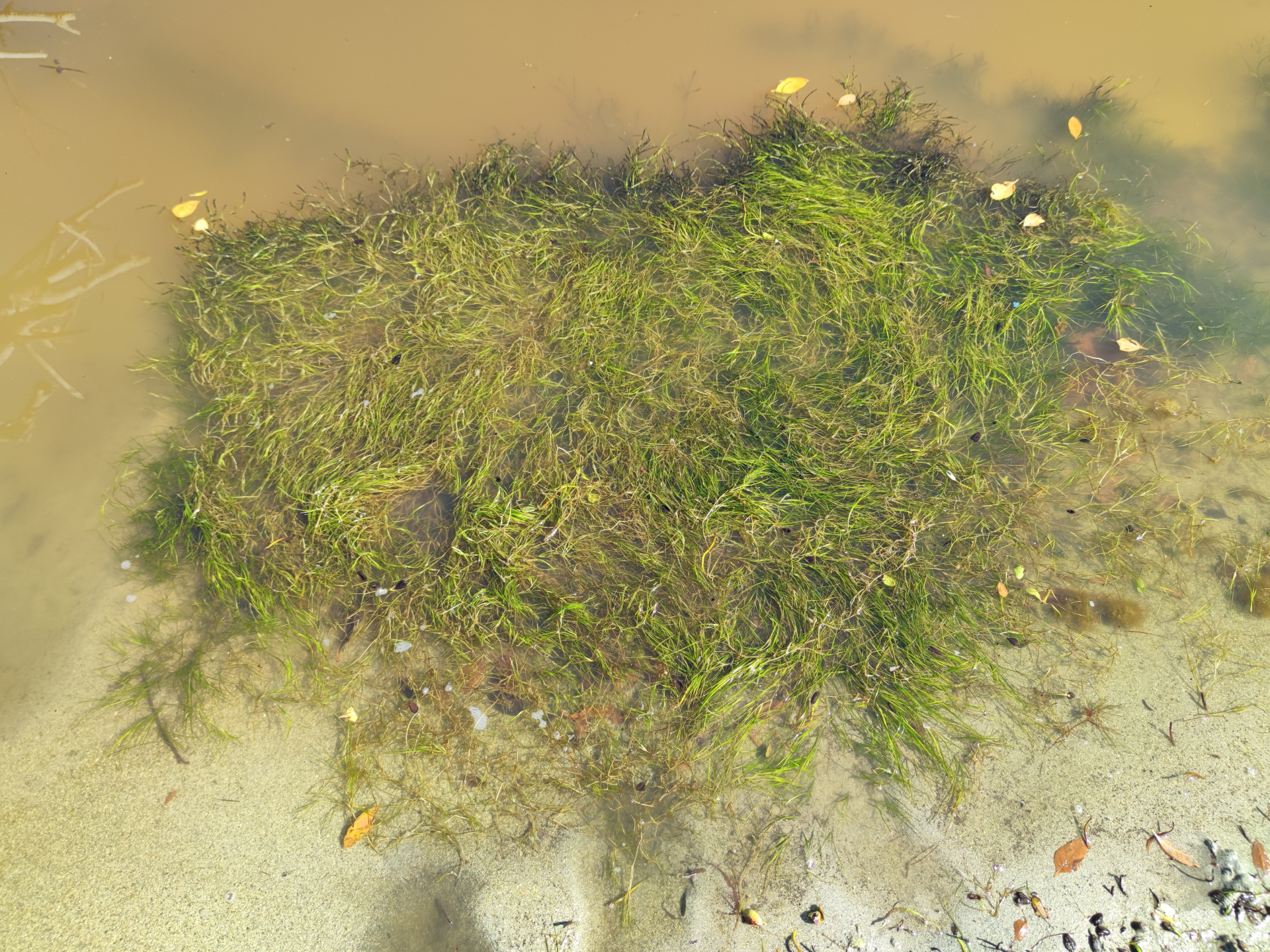 Ruppia maritima L. - Photo Bivouac Naturaliste