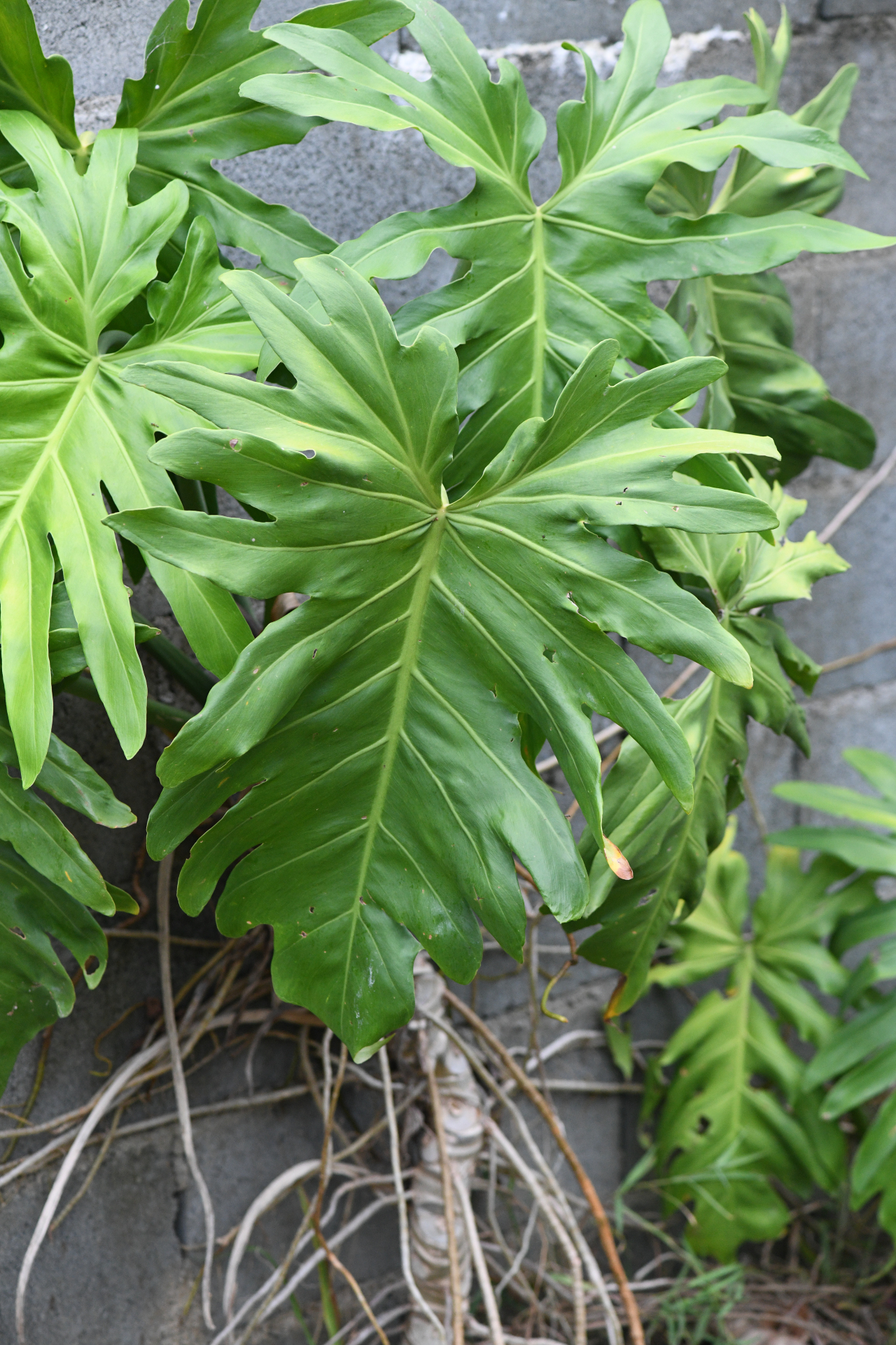 Philodendron houlletianum Engl. - Photo Bivouac Naturaliste