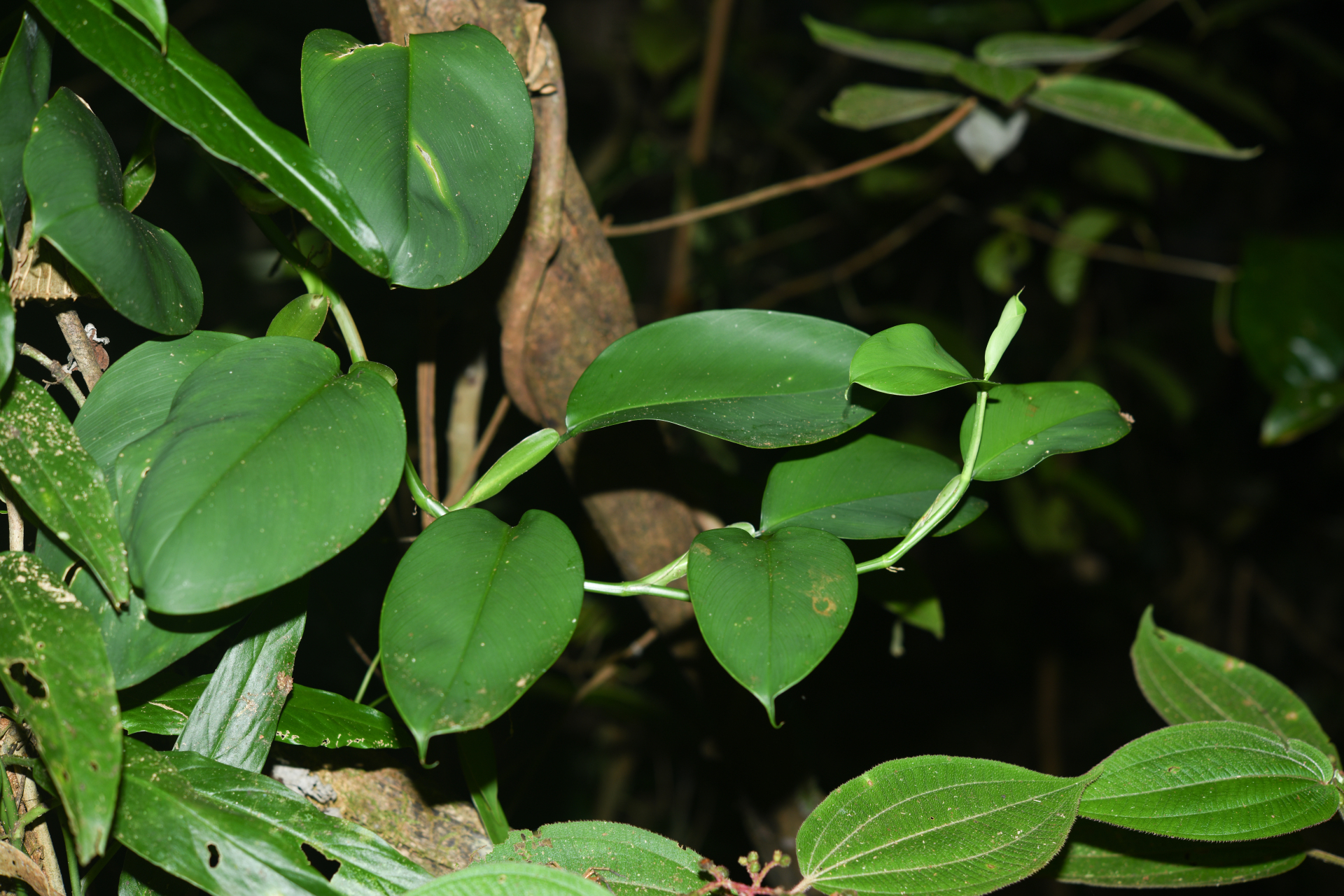 Philodendron macropodum K.Krause - Photo Bivouac Naturaliste