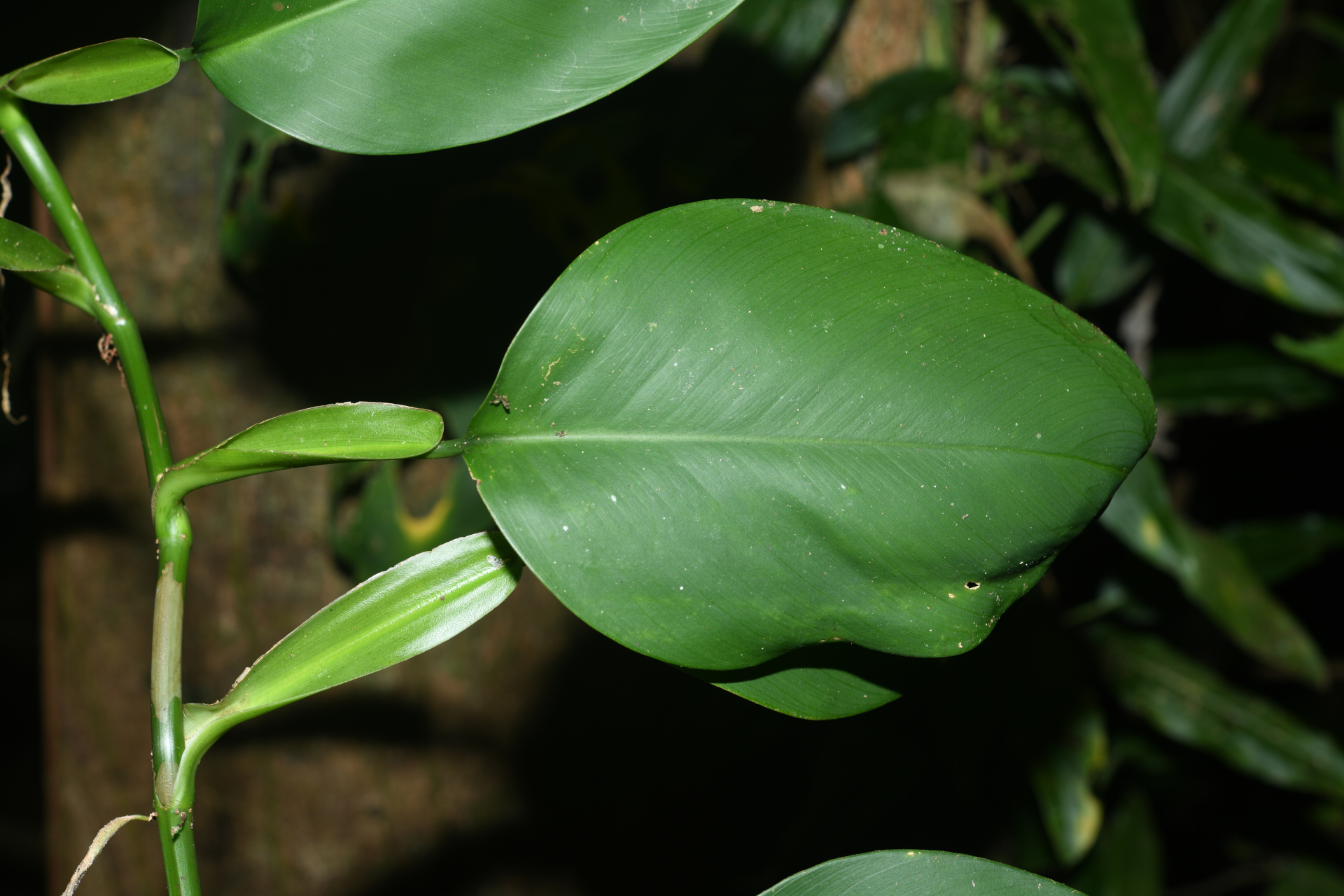 Philodendron macropodum K.Krause - Photo Bivouac Naturaliste