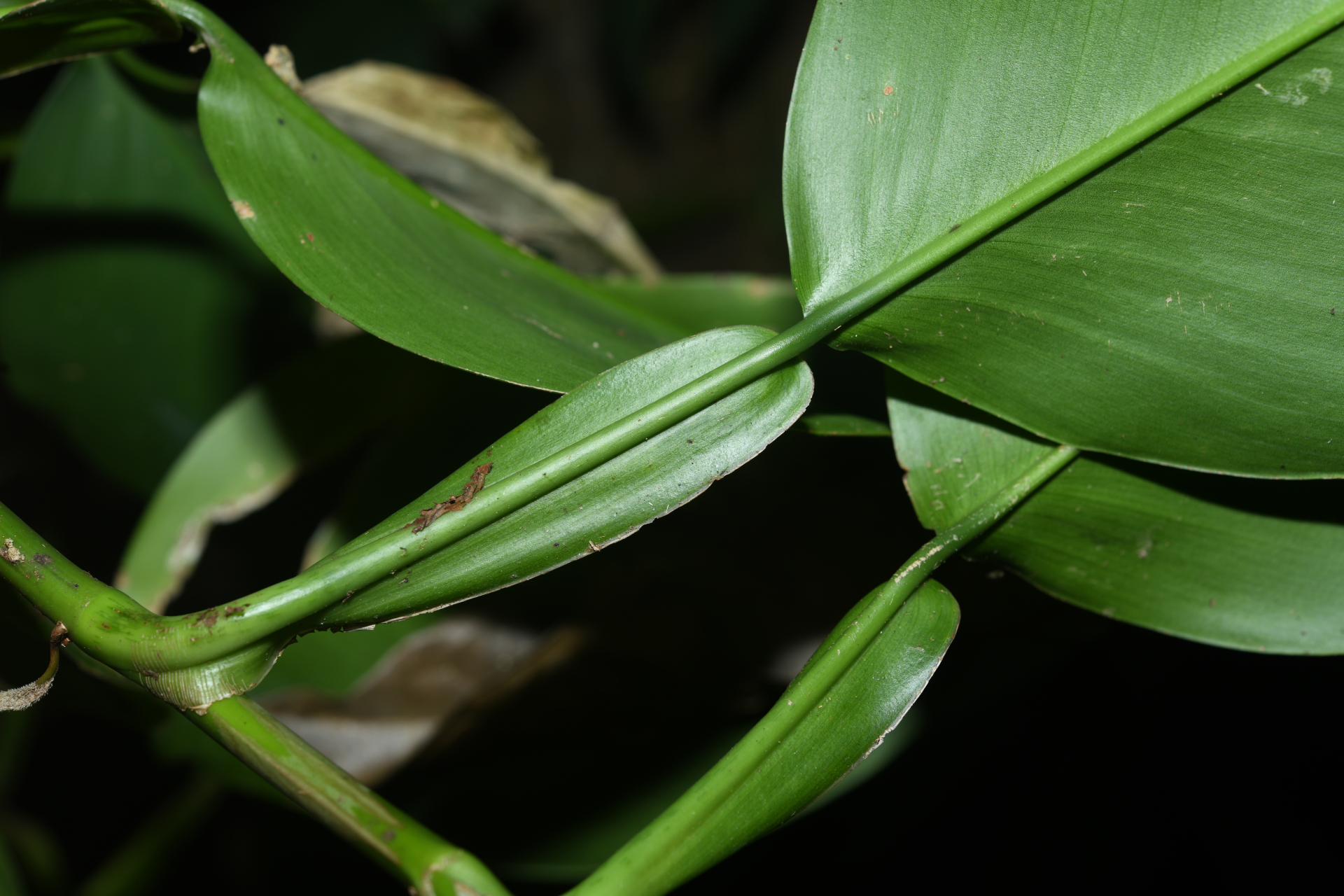 Philodendron macropodum K.Krause - Photo Bivouac Naturaliste