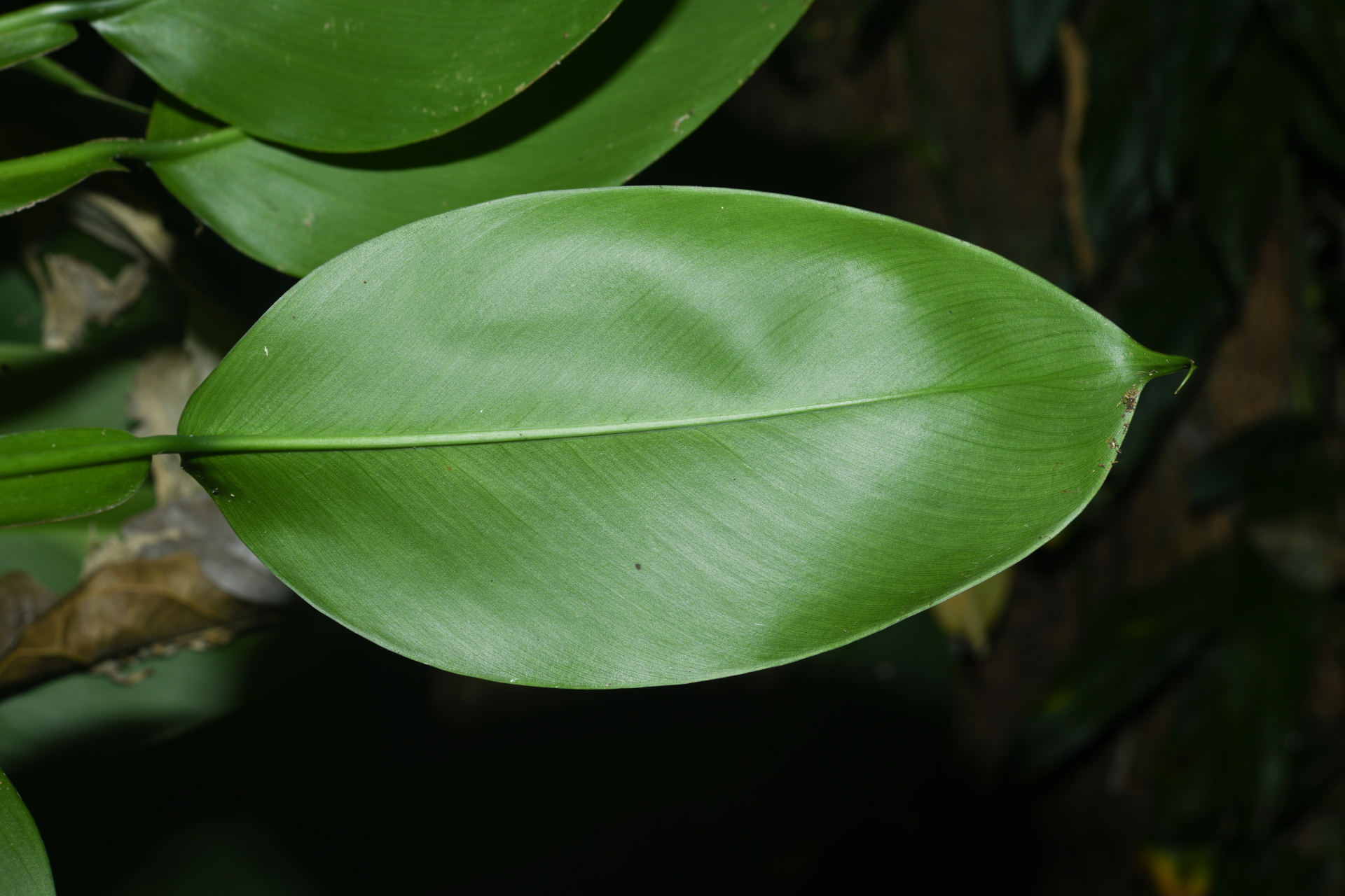 Philodendron macropodum K.Krause - Photo Bivouac Naturaliste