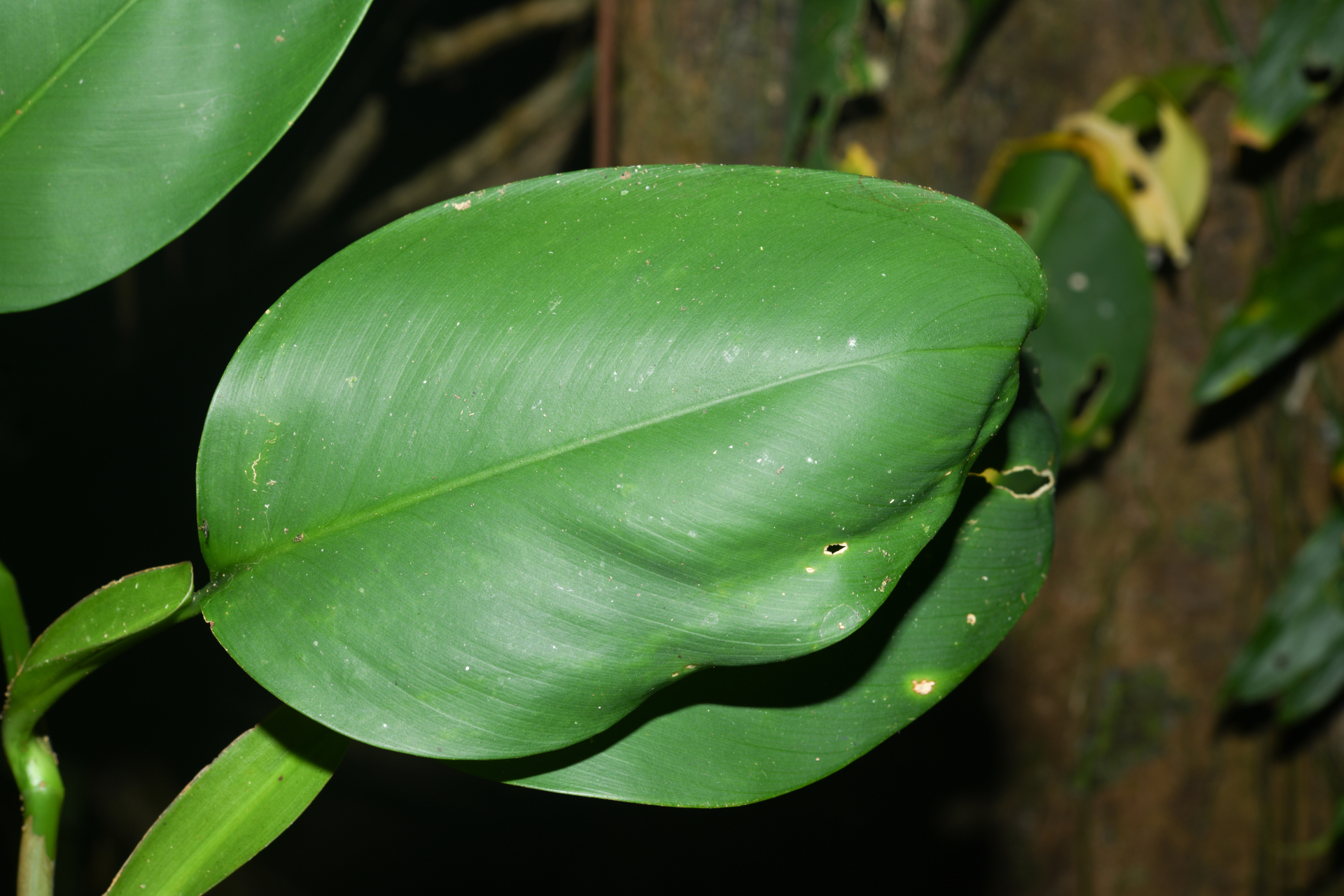 Philodendron macropodum K.Krause - Photo Bivouac Naturaliste