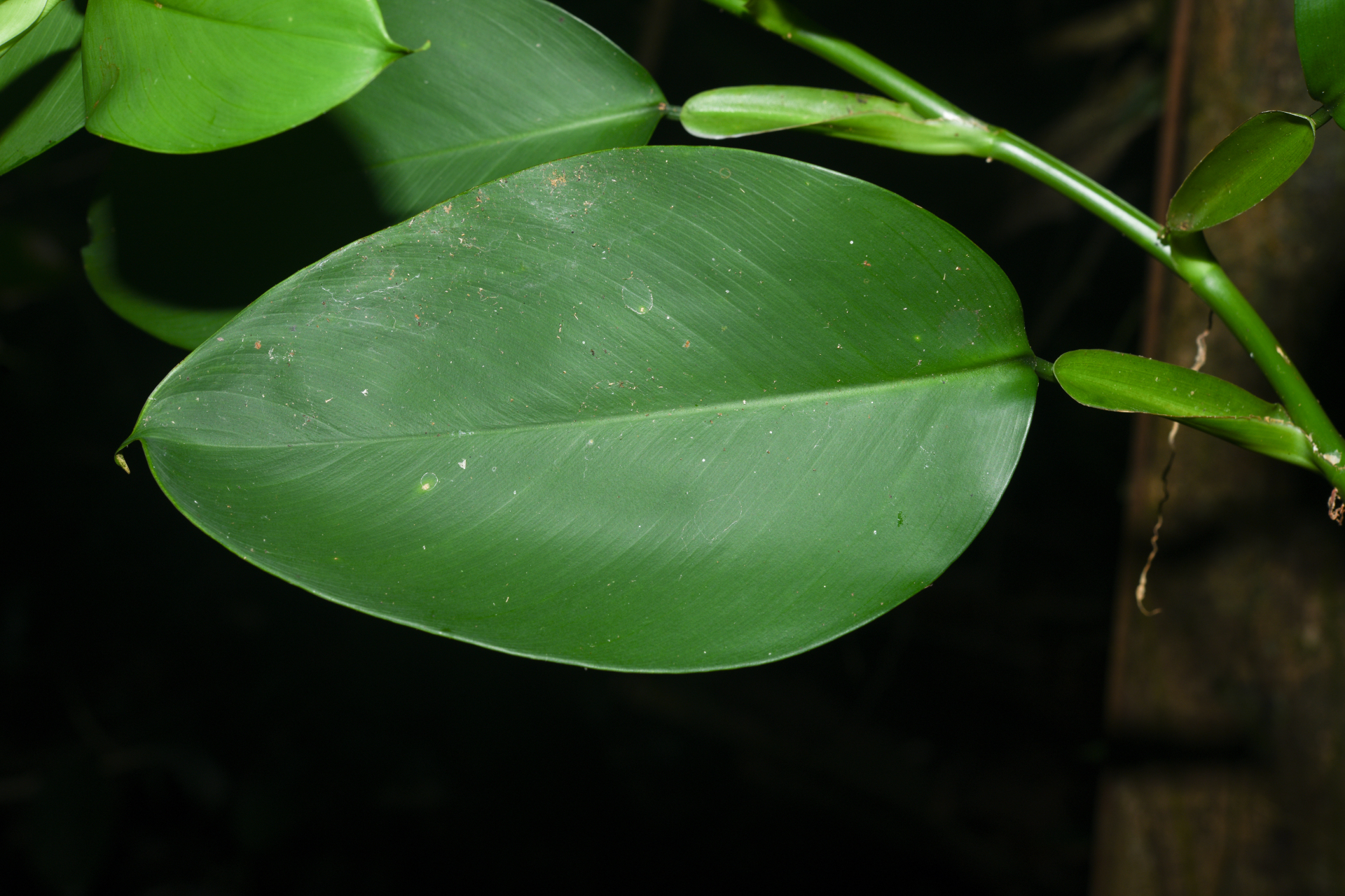 Philodendron macropodum K.Krause - Photo Bivouac Naturaliste