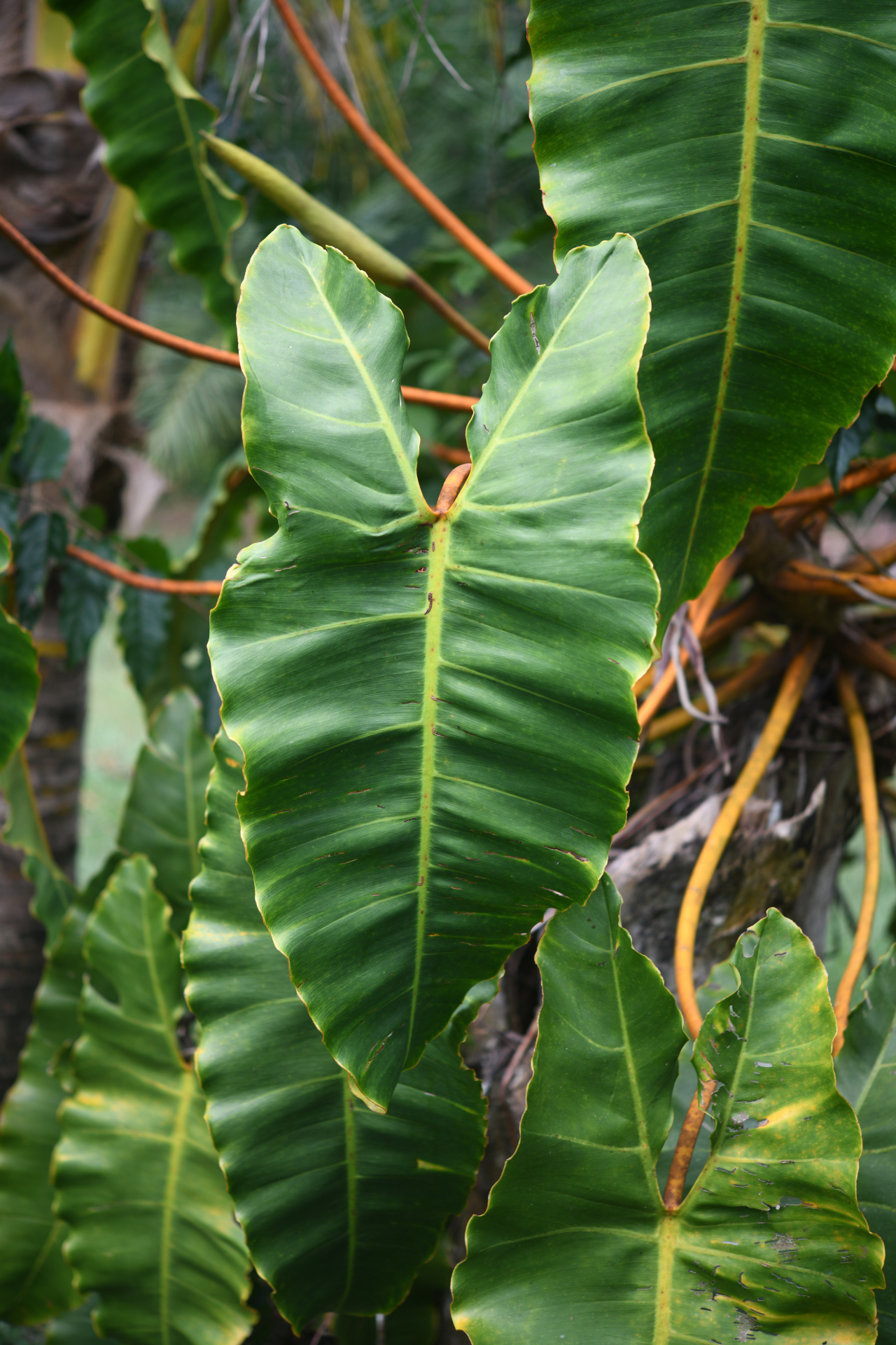 Philodendron billietiae Croat - Photo Bivouac Naturaliste
