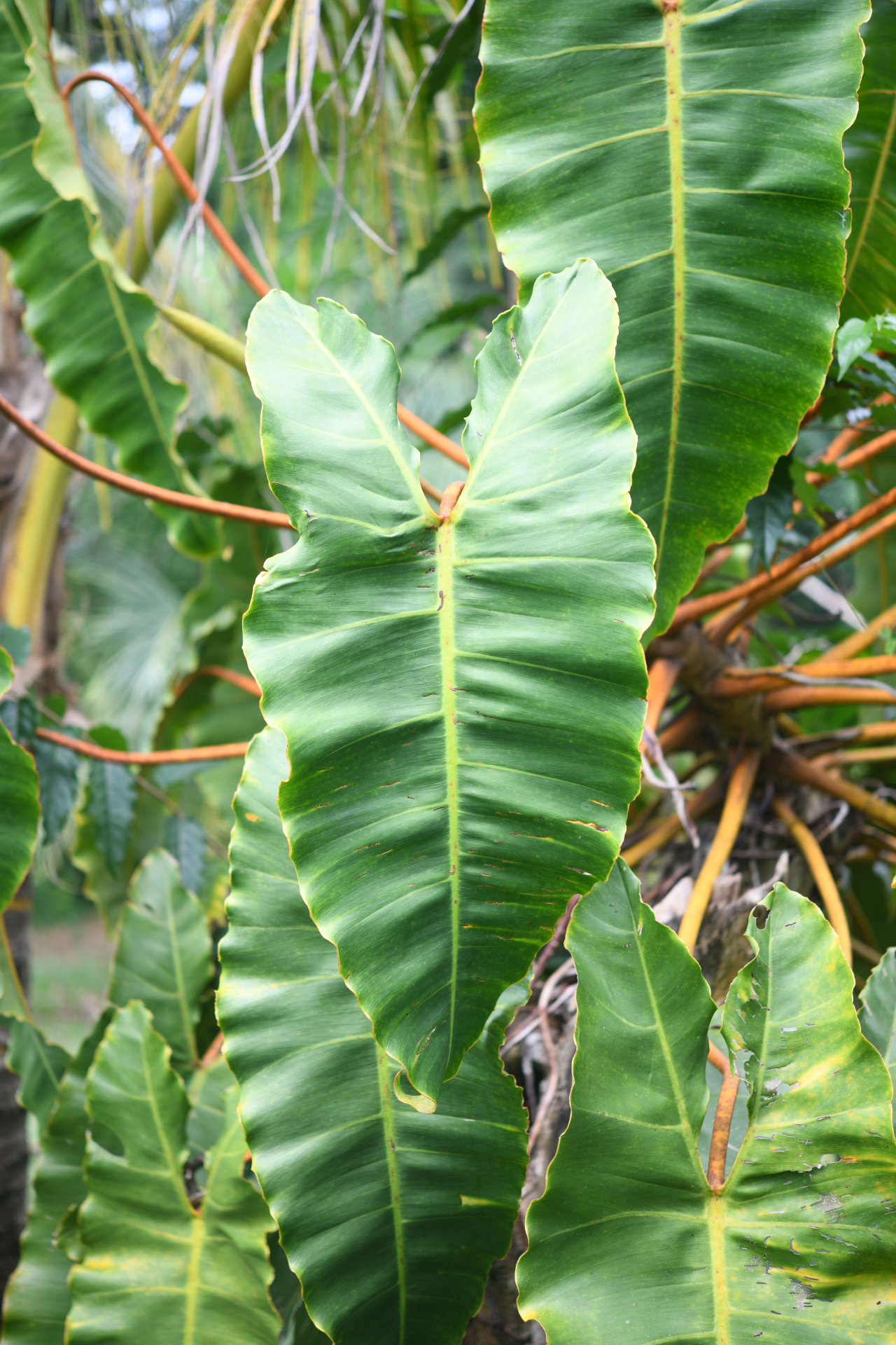 Philodendron billietiae Croat - Photo Bivouac Naturaliste