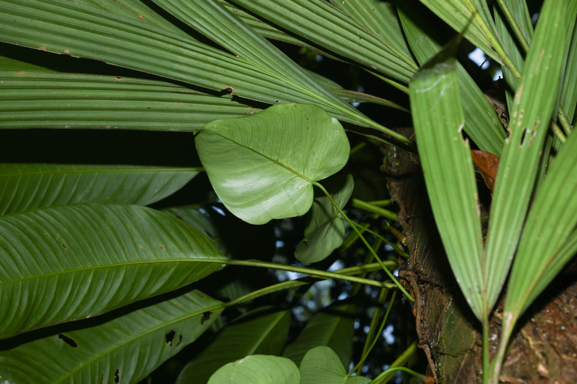 Philodendron ecordatum Schott - Photo Bivouac Naturaliste