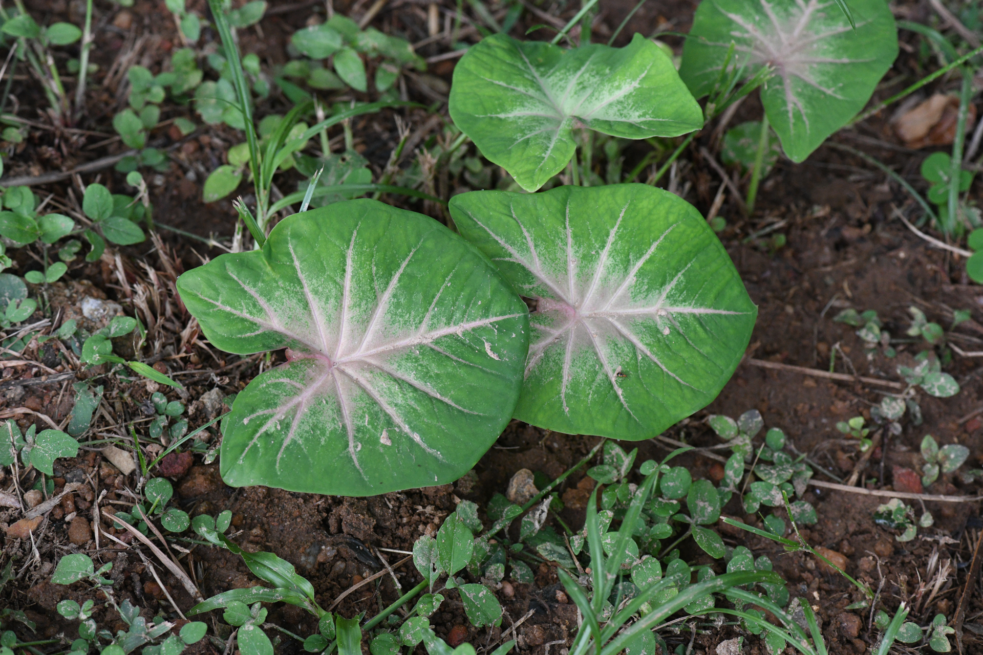 Caladium bicolor (Aiton) Vent. - Photo Bivouac Naturaliste