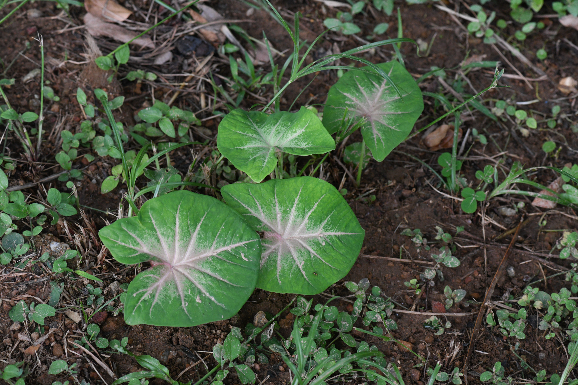 Caladium bicolor (Aiton) Vent. - Photo Bivouac Naturaliste