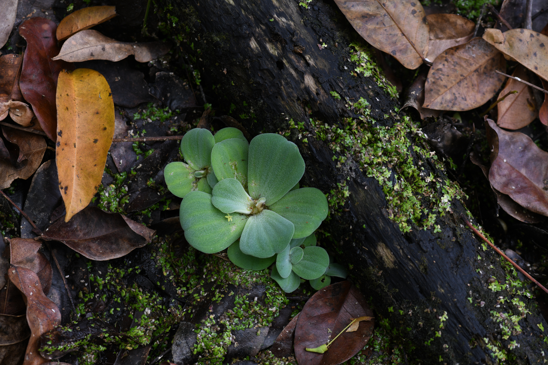 Pistia stratiotes L. - Photo Bivouac Naturaliste