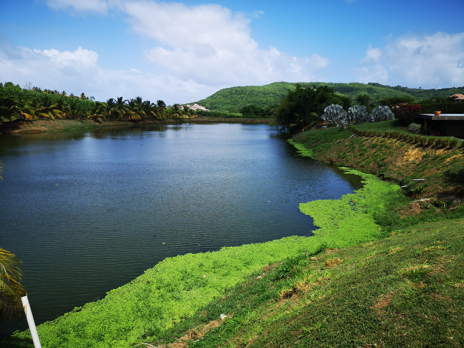 Pistia stratiotes L. - Photo Bivouac Naturaliste