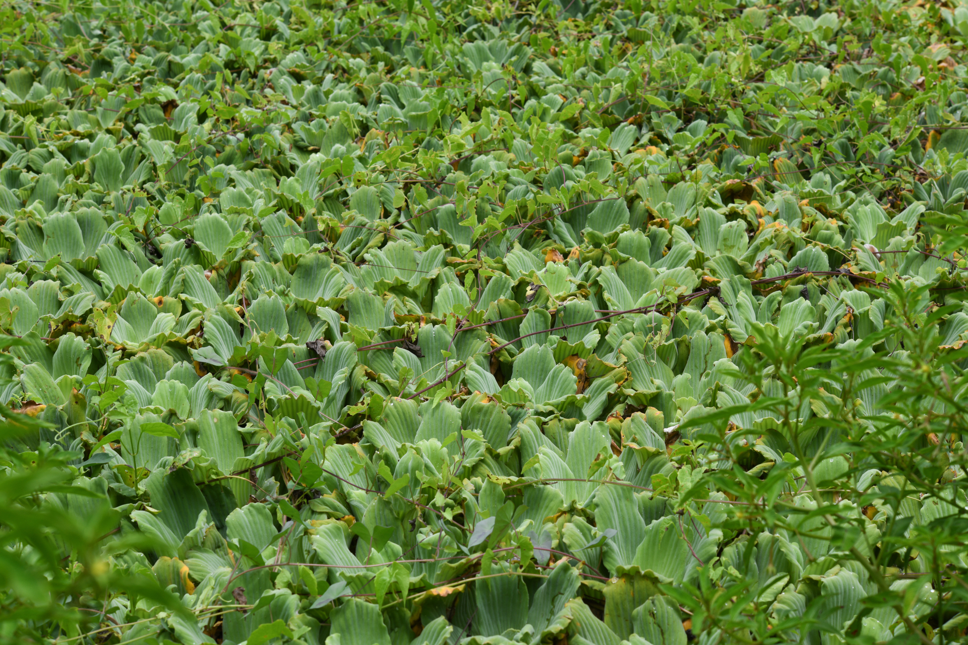 Pistia stratiotes L. - Photo Bivouac Naturaliste