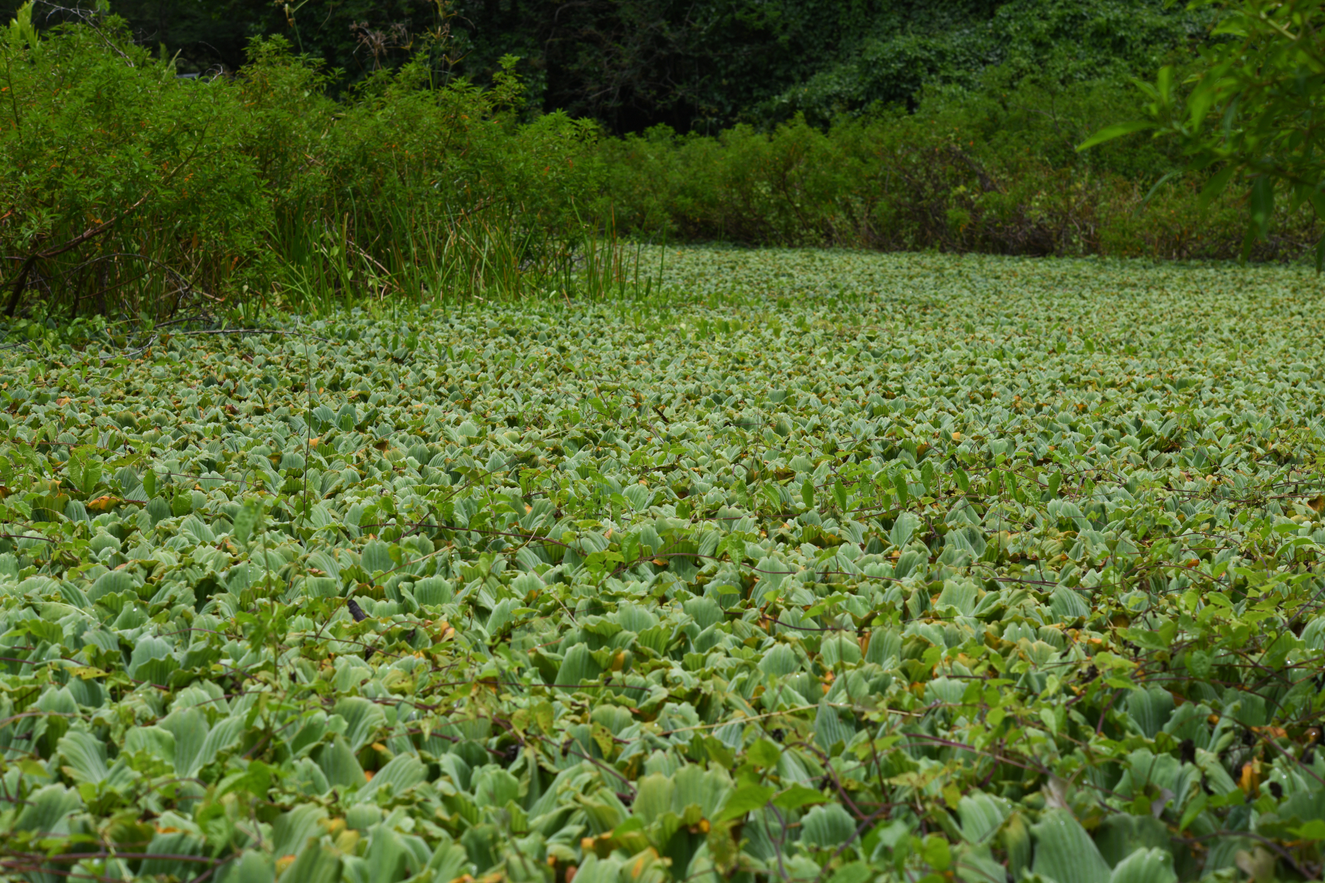 Pistia stratiotes L. - Photo Bivouac Naturaliste