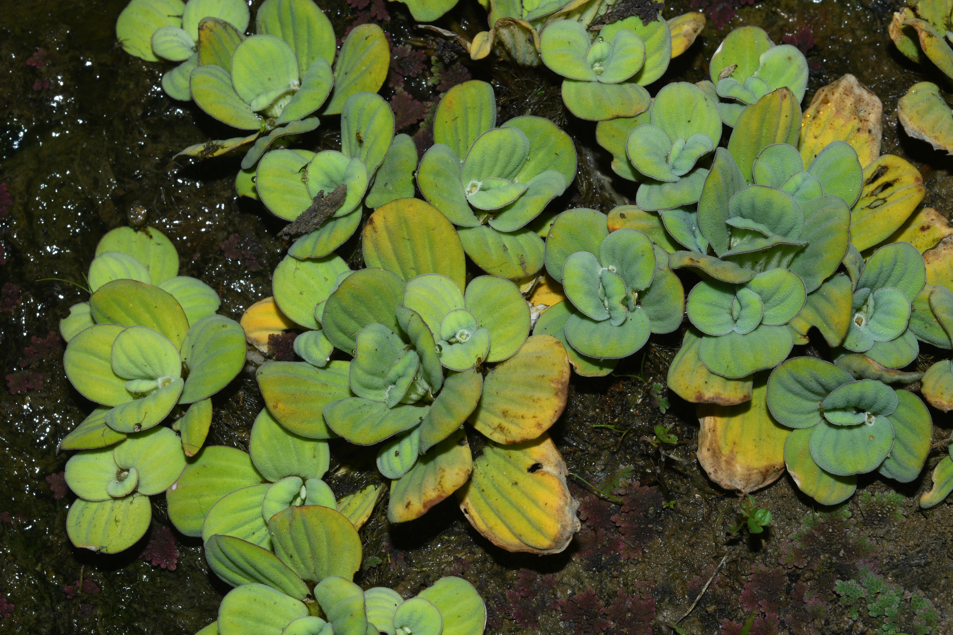Pistia stratiotes L. - Photo Bivouac Naturaliste