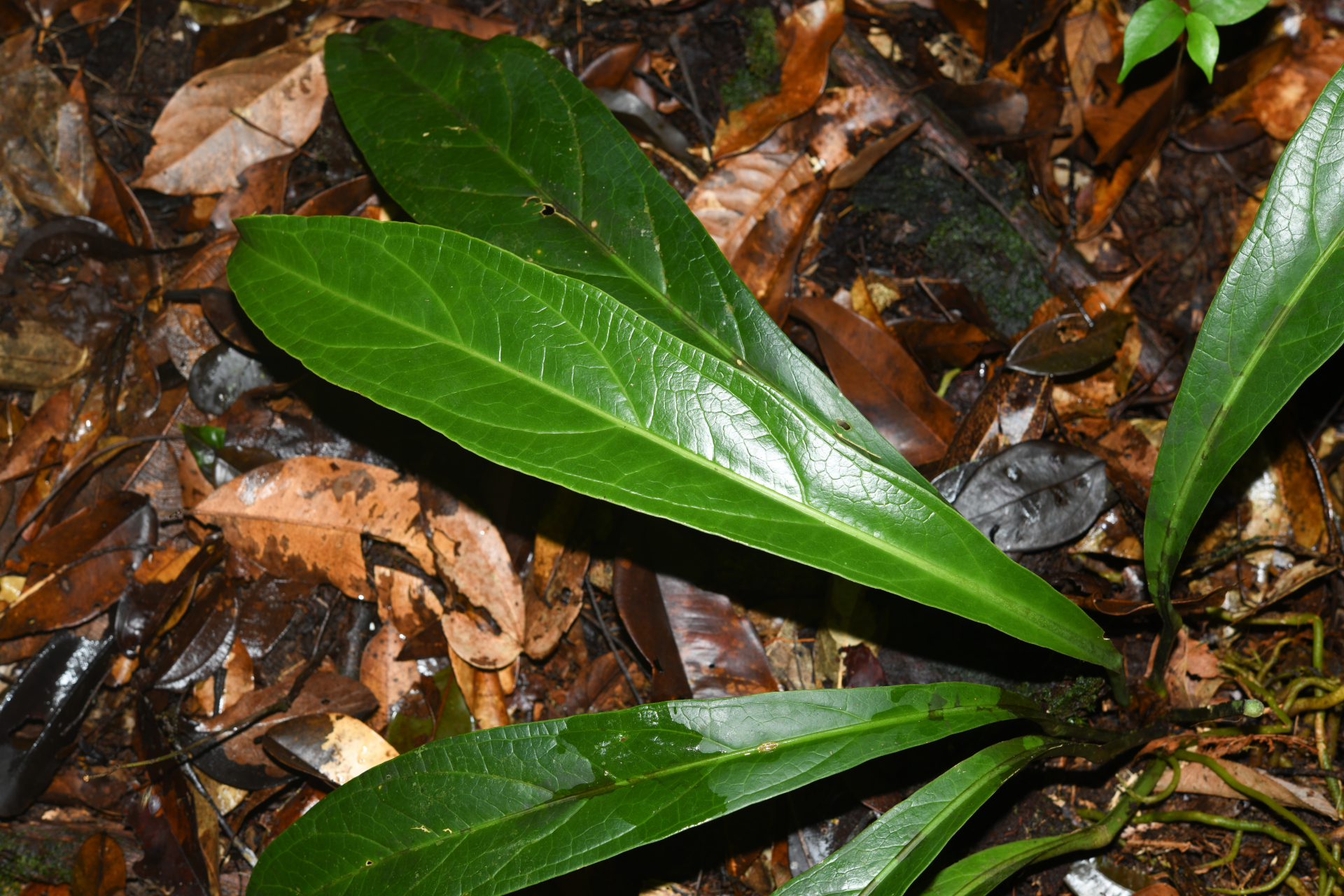 Anthurium bonplandii subsp. bonplandii - Photo Bivouac Naturaliste