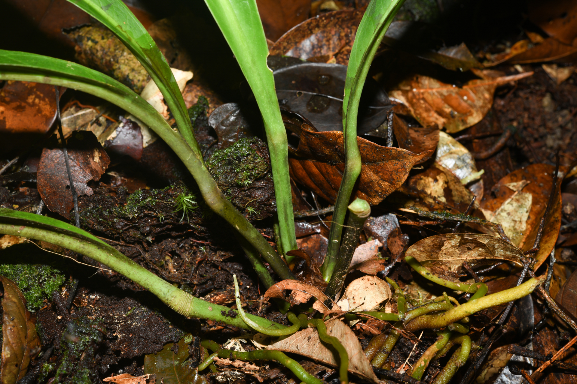 Anthurium bonplandii subsp. bonplandii - Photo Bivouac Naturaliste